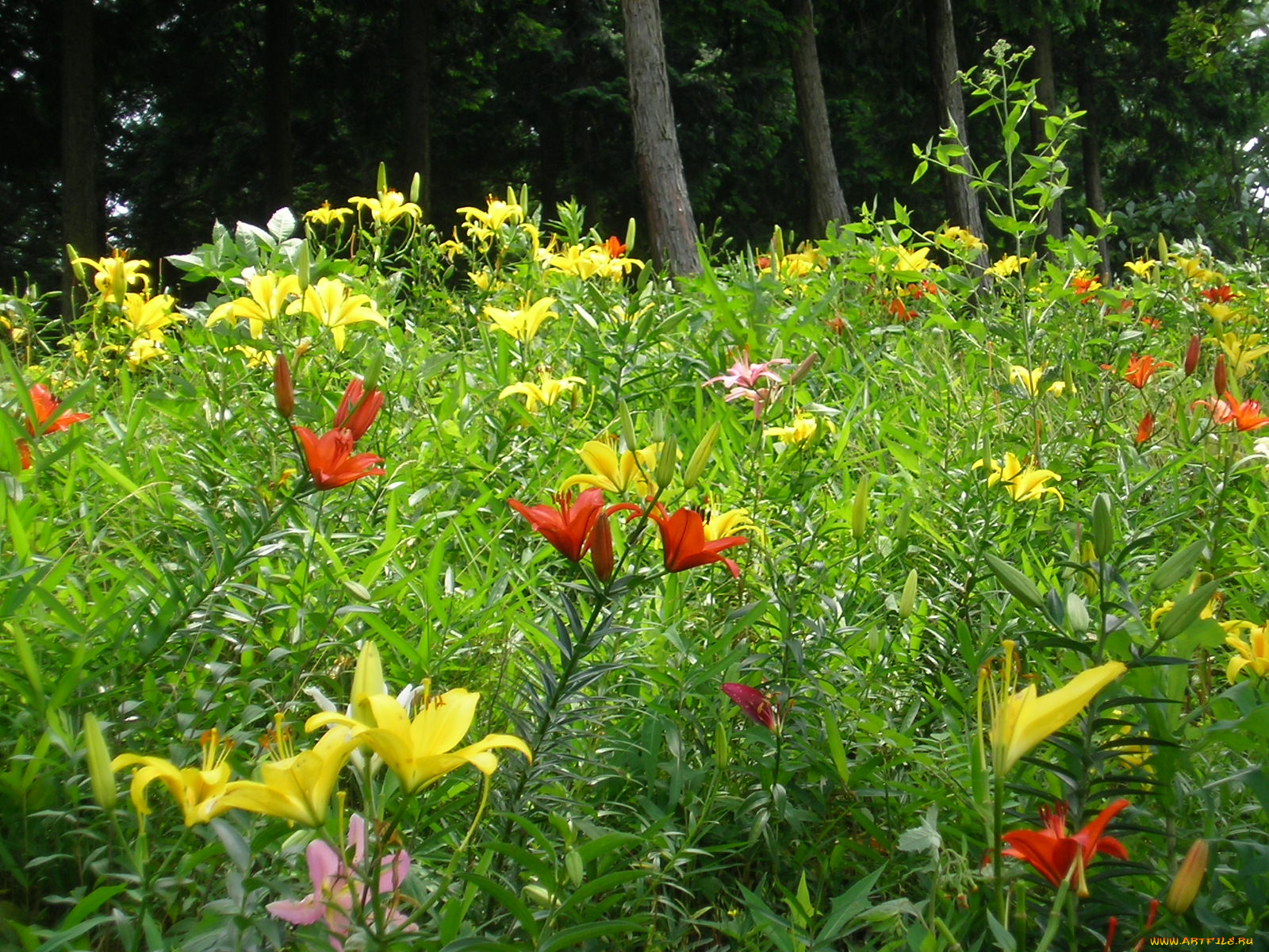 цветы, лилии, лилейники