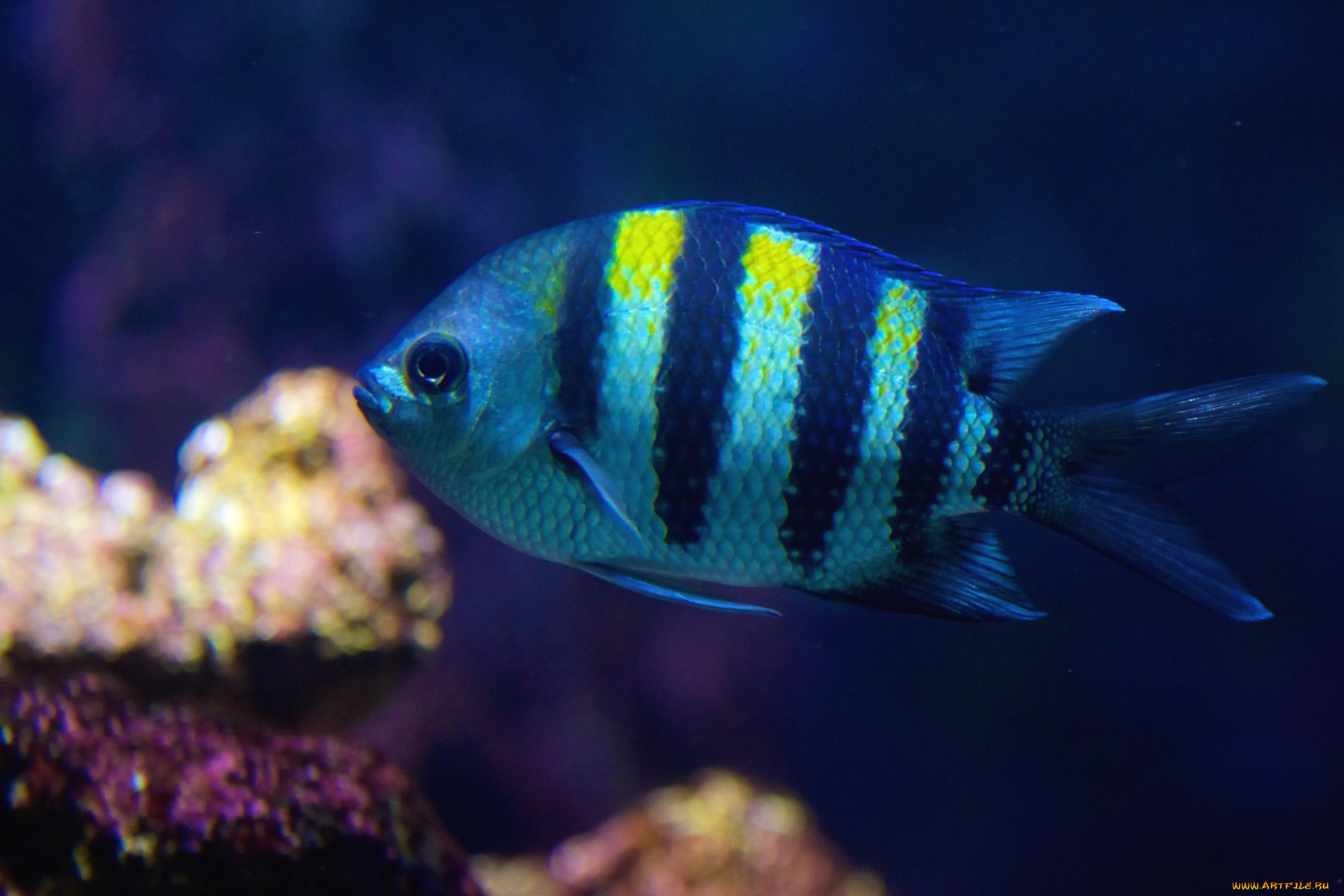 животные, рыбы, полосатый, плавники