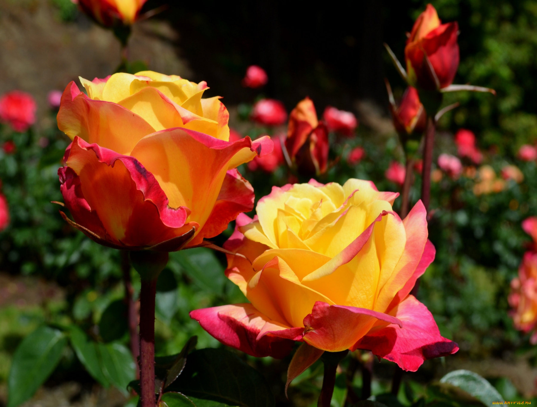 цветы, розы, бутоны, лепестки