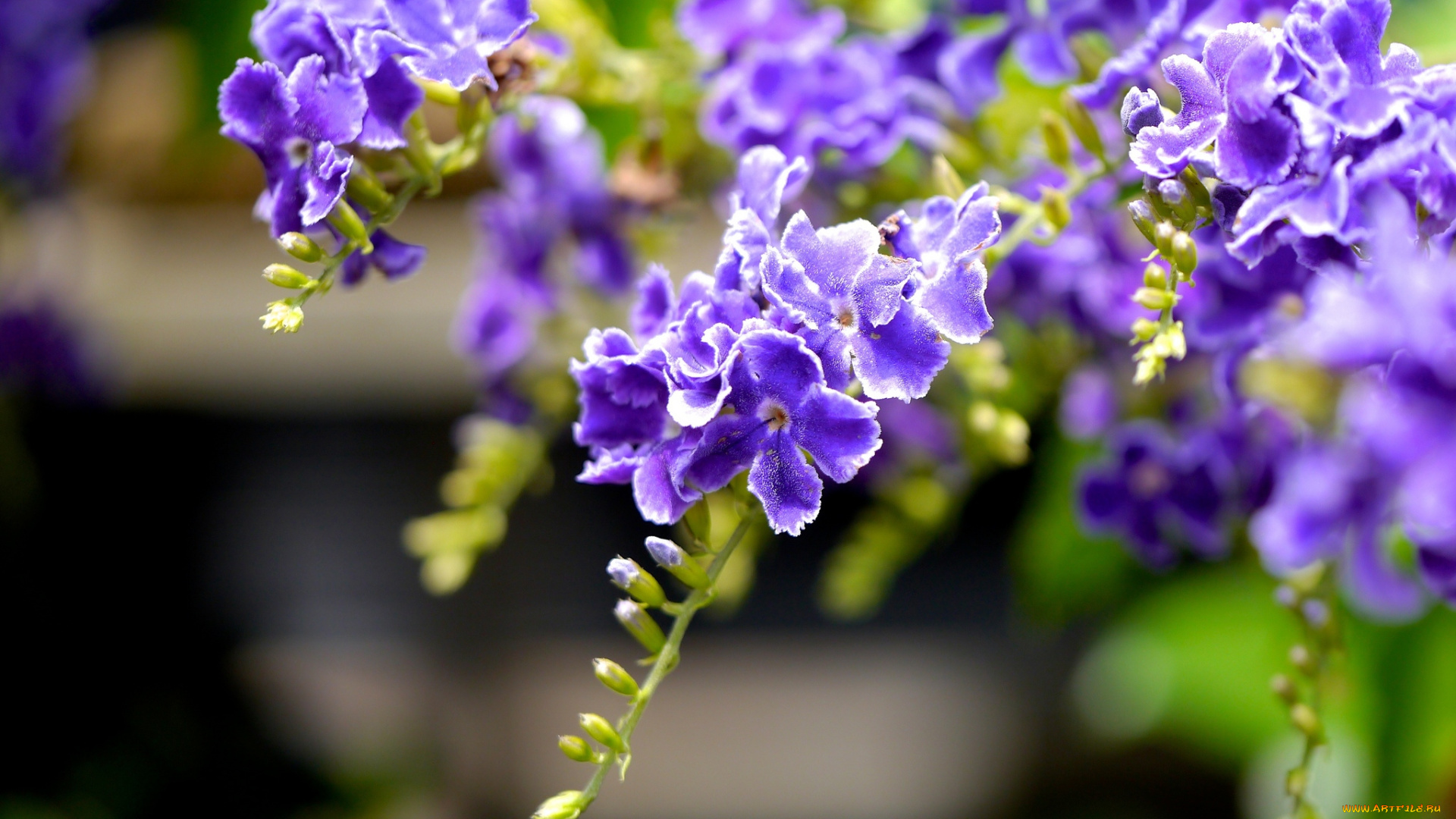 цветы, дуранта, фиолетовый