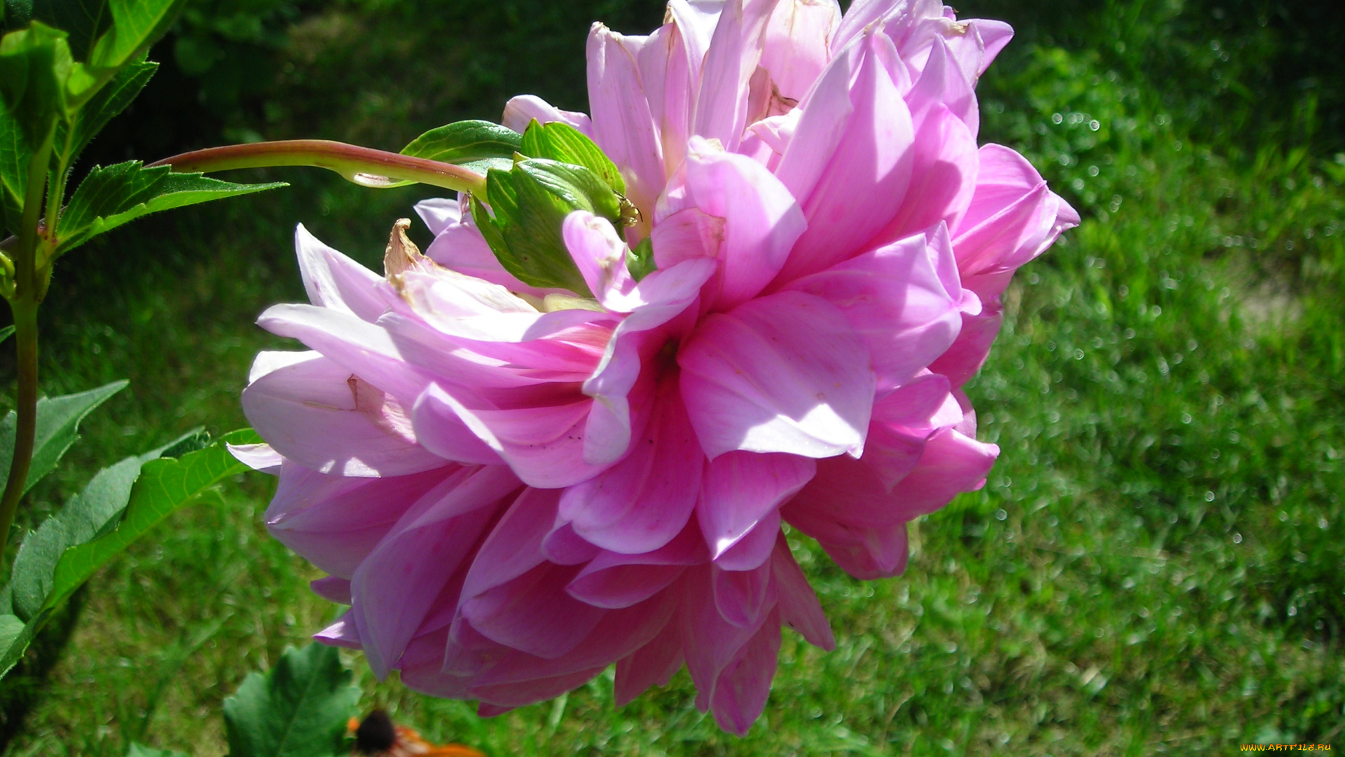 цветы, георгины