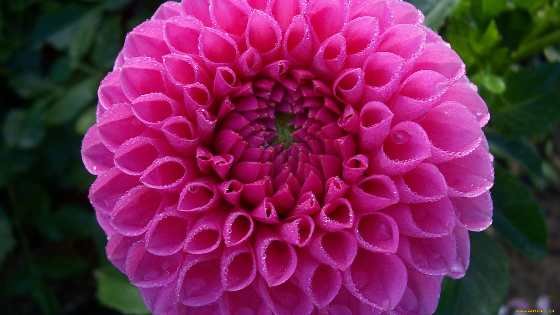 цветы, георгины