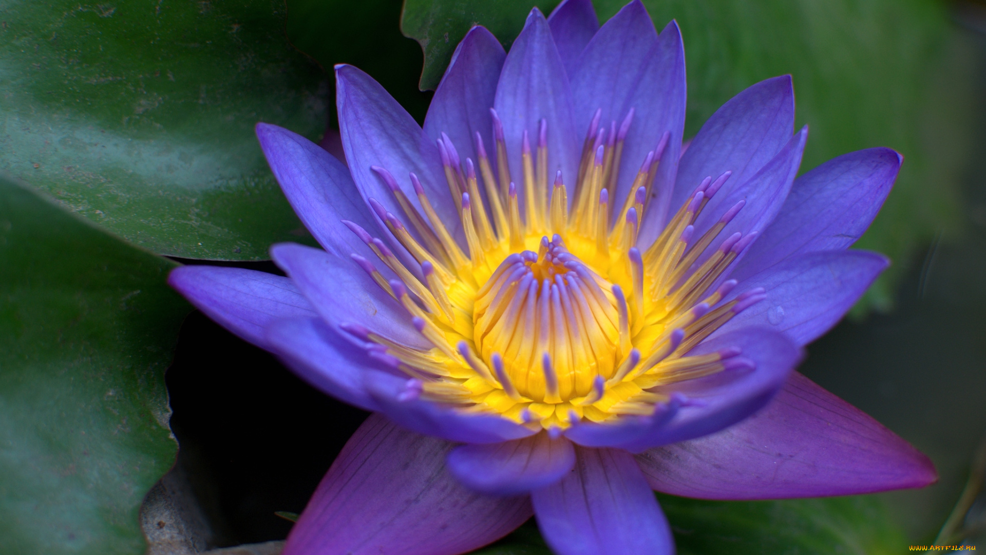 цветы, лилии, водяные, нимфеи, кувшинки, фиолетовый