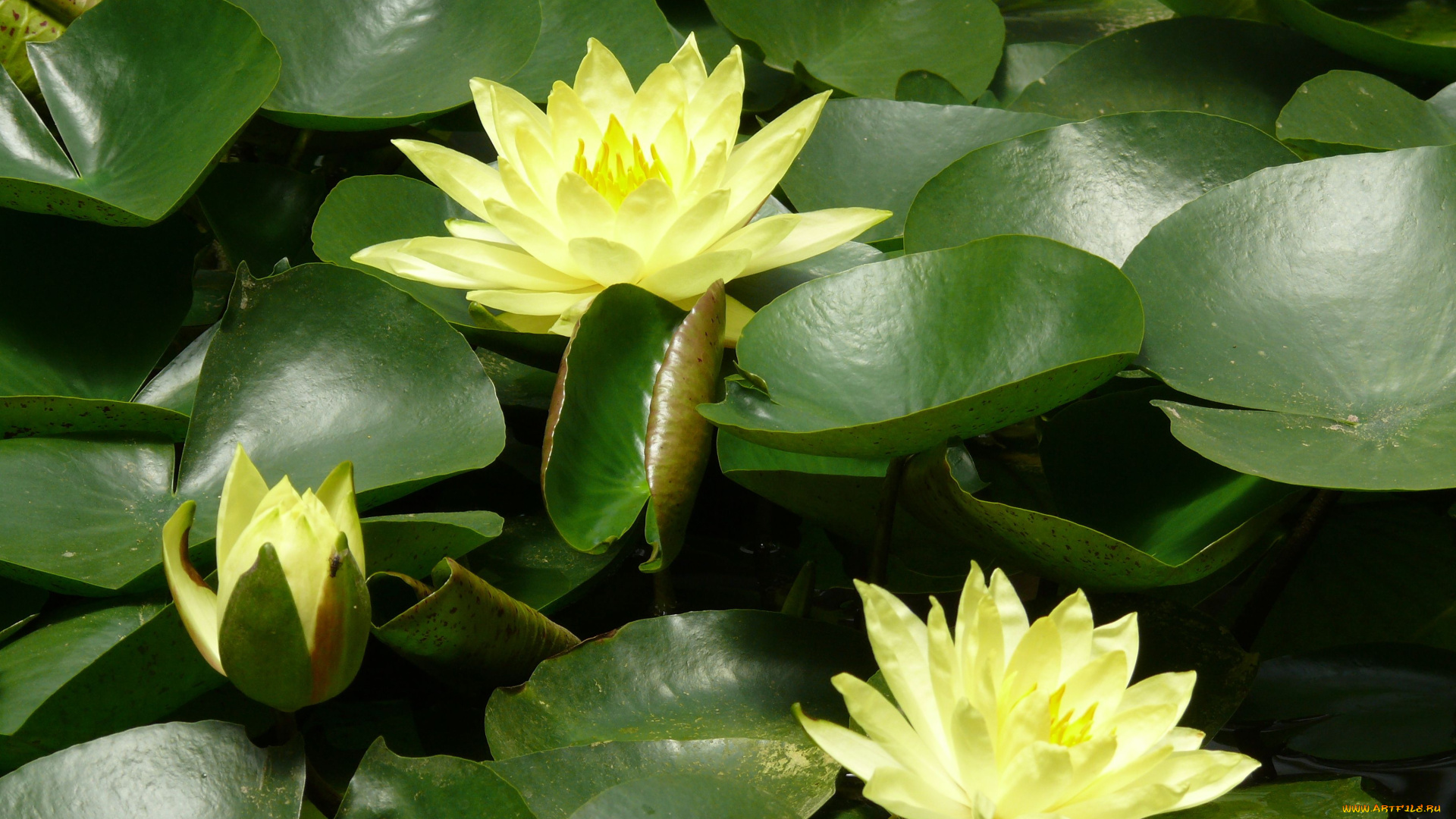 цветы, лилии, водяные, нимфеи, кувшинки, водяная, лилия, листья, нимфея, кувшинка