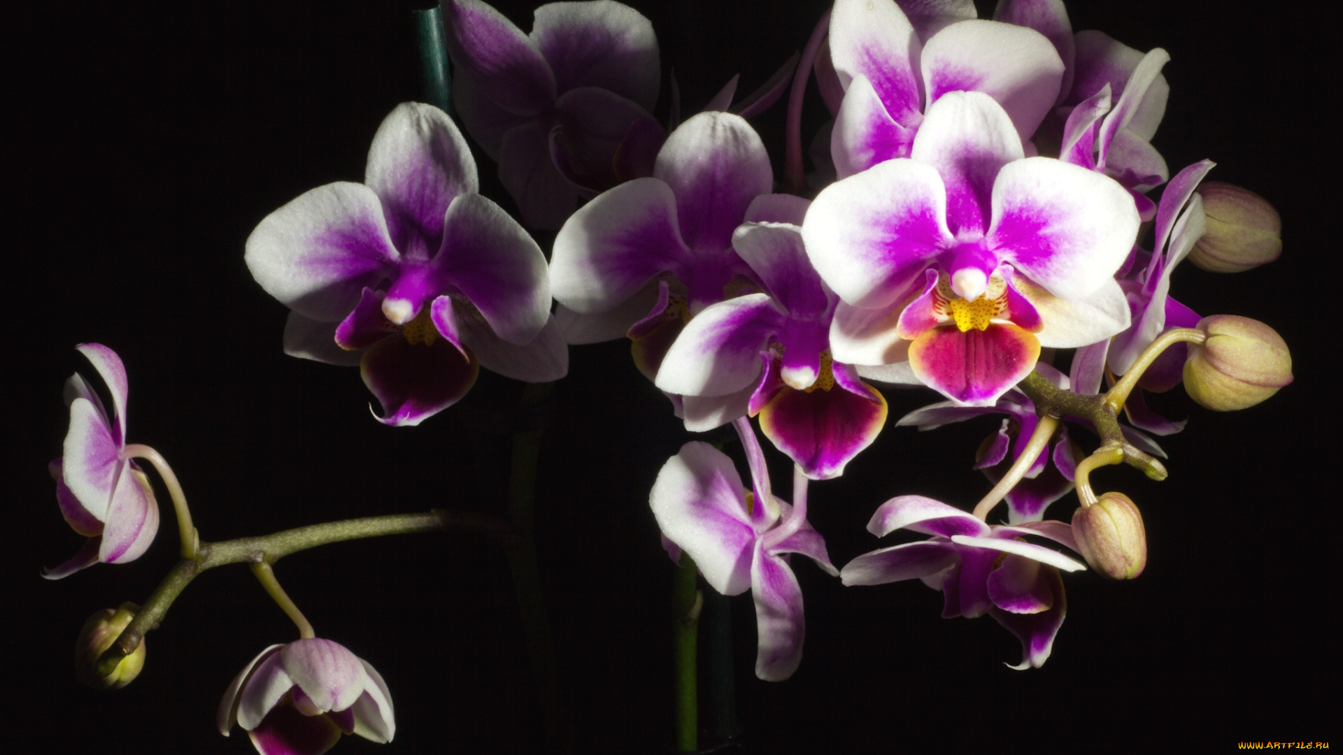 цветы, орхидеи, розовый, ветка