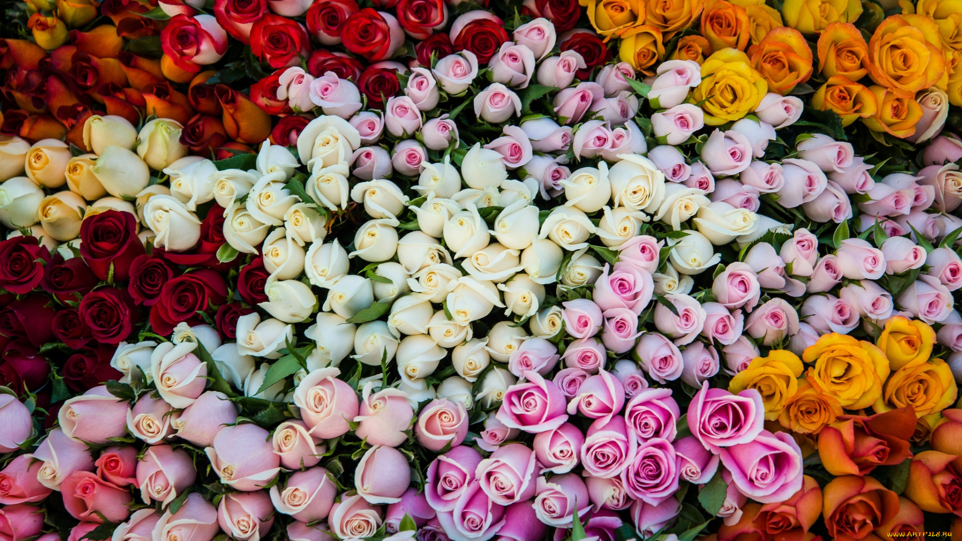 цветы, розы, много, бутоны