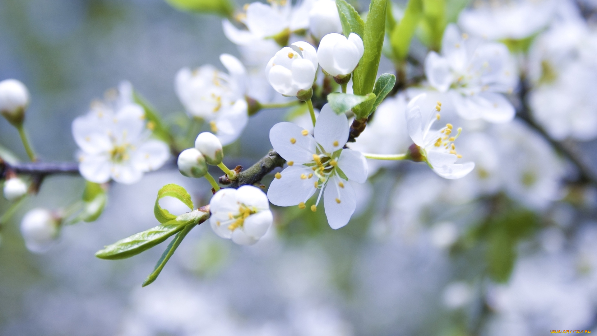 цветы, сакура, вишня, ветка, весна, цветение
