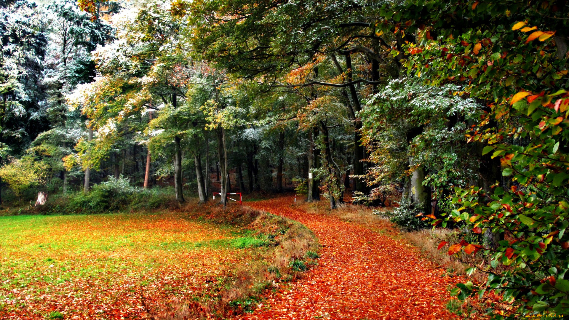 природа, лес, осень, снег, тропинка, листья, кроны