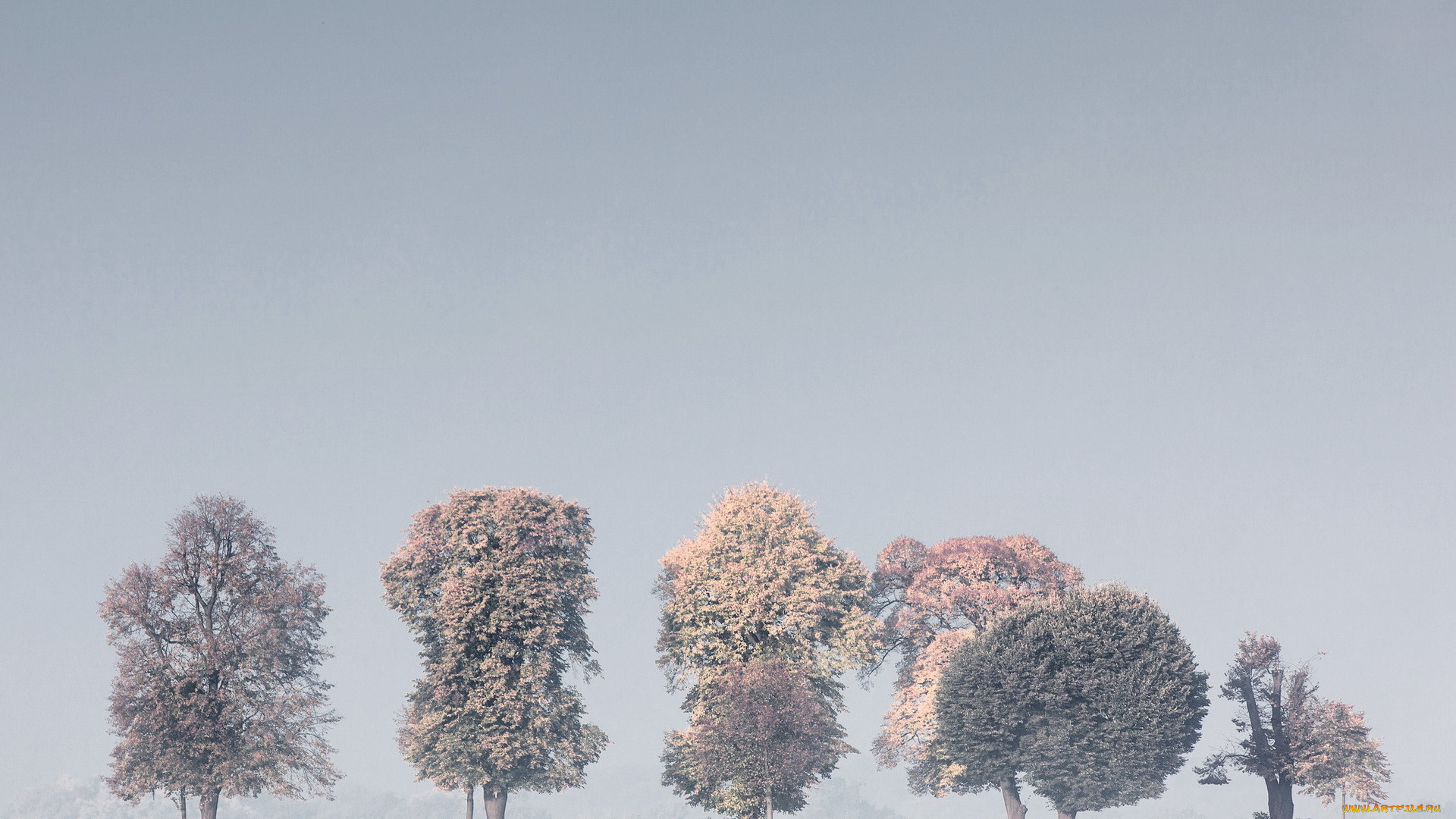 природа, зима, туман, деревья