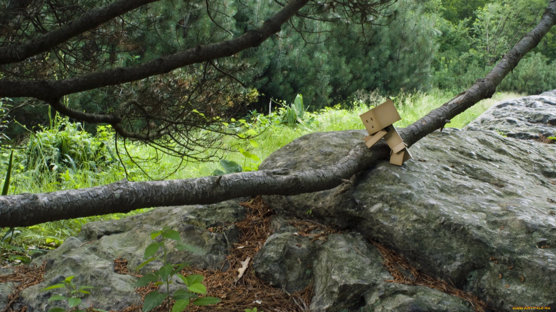 разное, данбо, danboard, коробочка