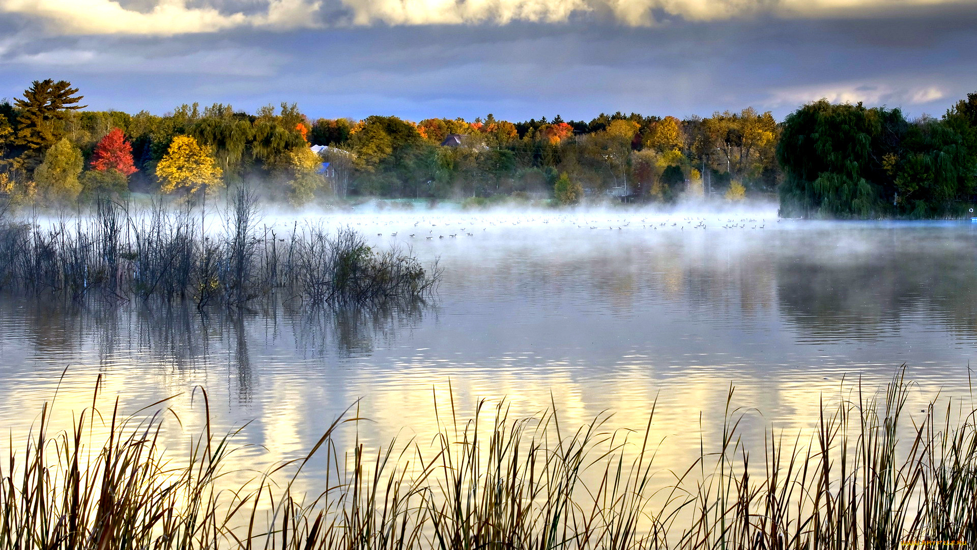 утро, природа, реки, озера, озеро, трава, туман, тишина