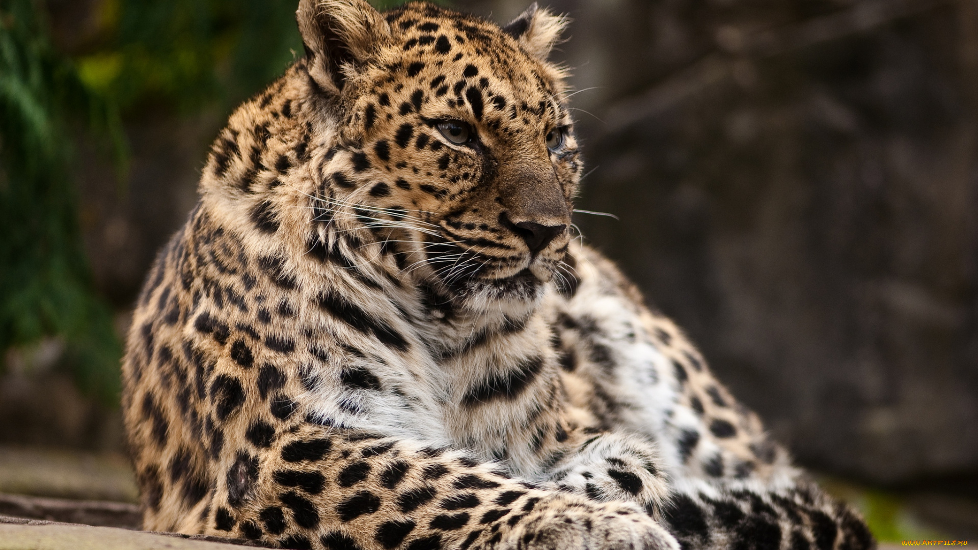 животные, леопарды, хищник, спокойствие