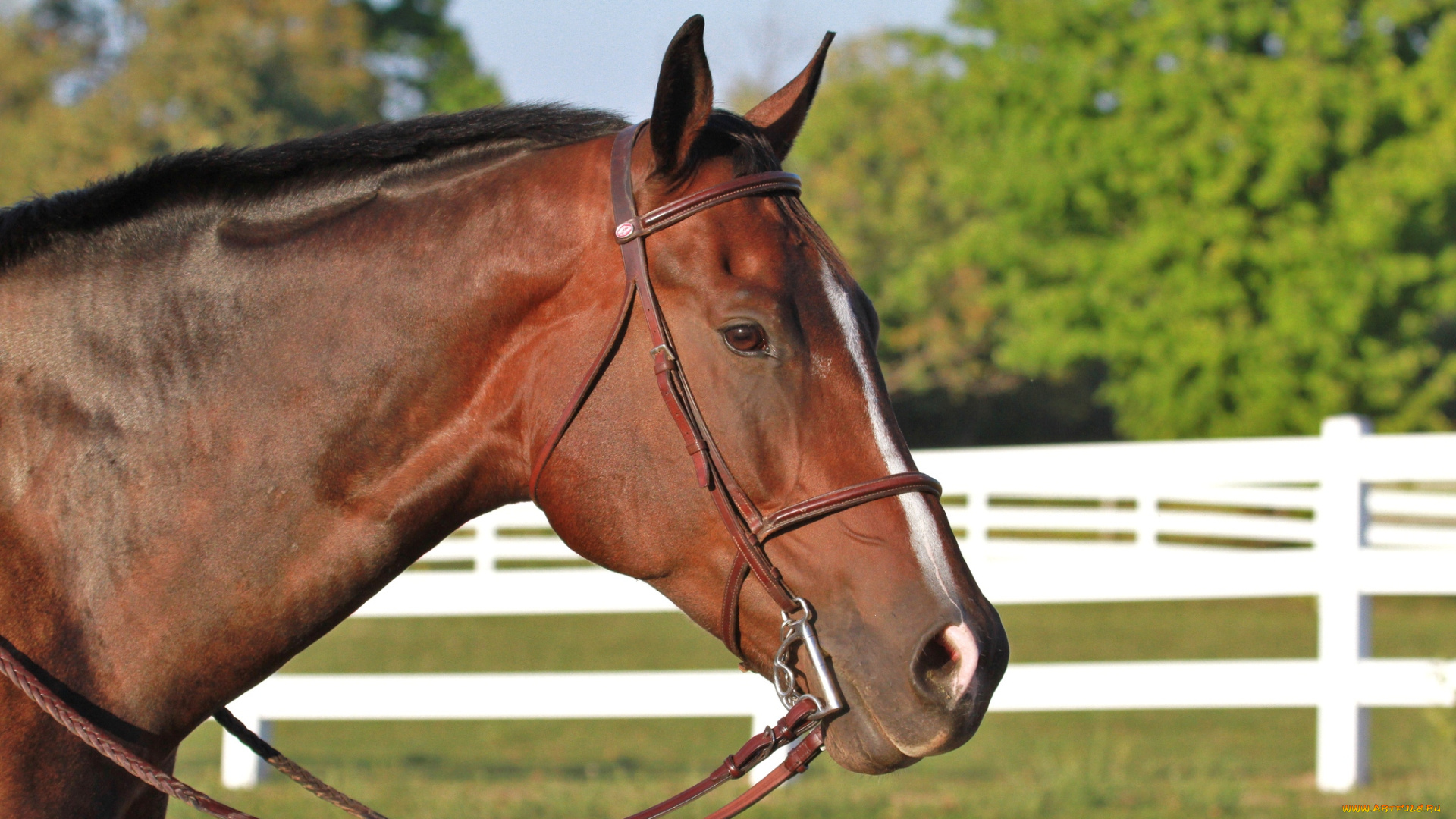 животные, лошади, красавец, гнедой, голова