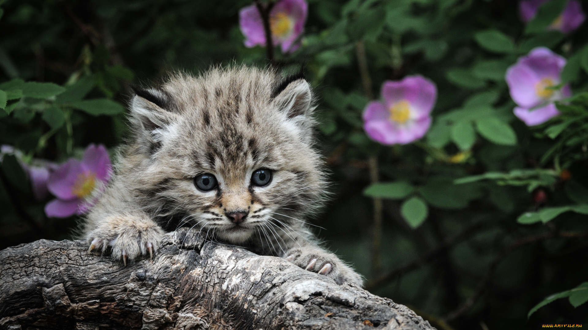 животные, рыси, шиповник, малыш, котенок, бревно, рысенок, рысь