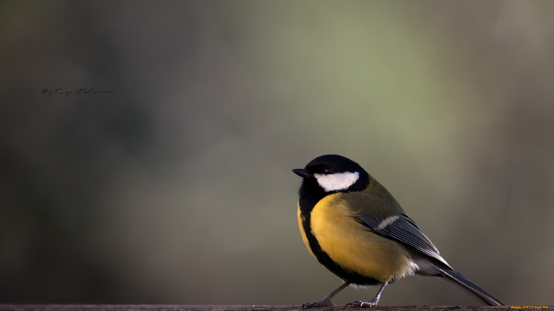 животные, синицы, лазоревки, ветка, птица, синица