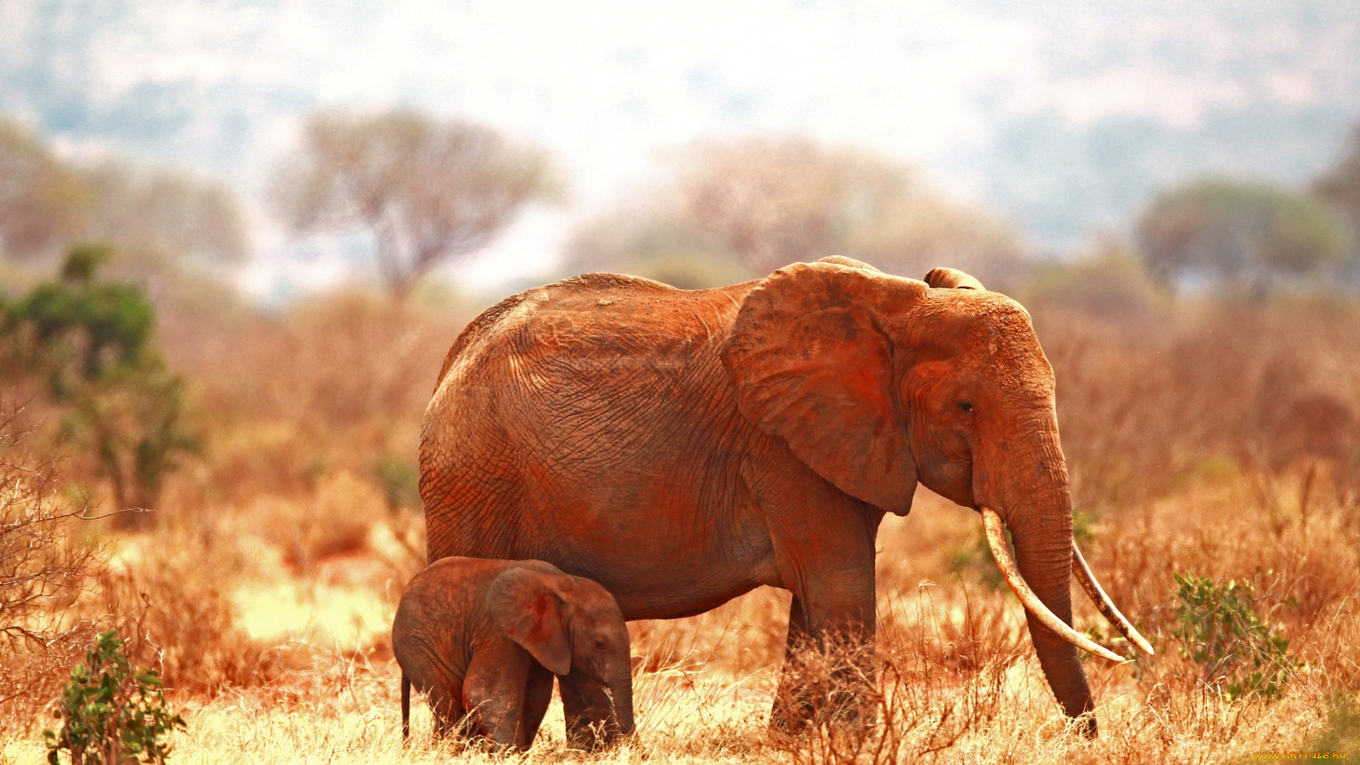 животные, слоны, малыш, мама