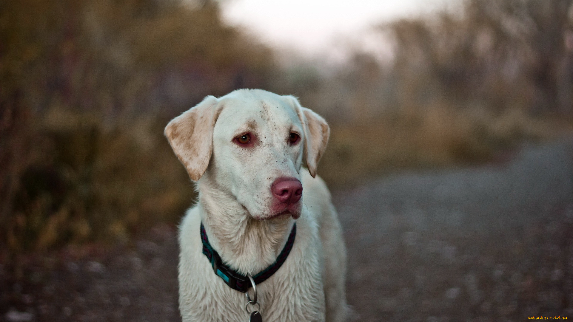 животные, собаки, взгляд, собака