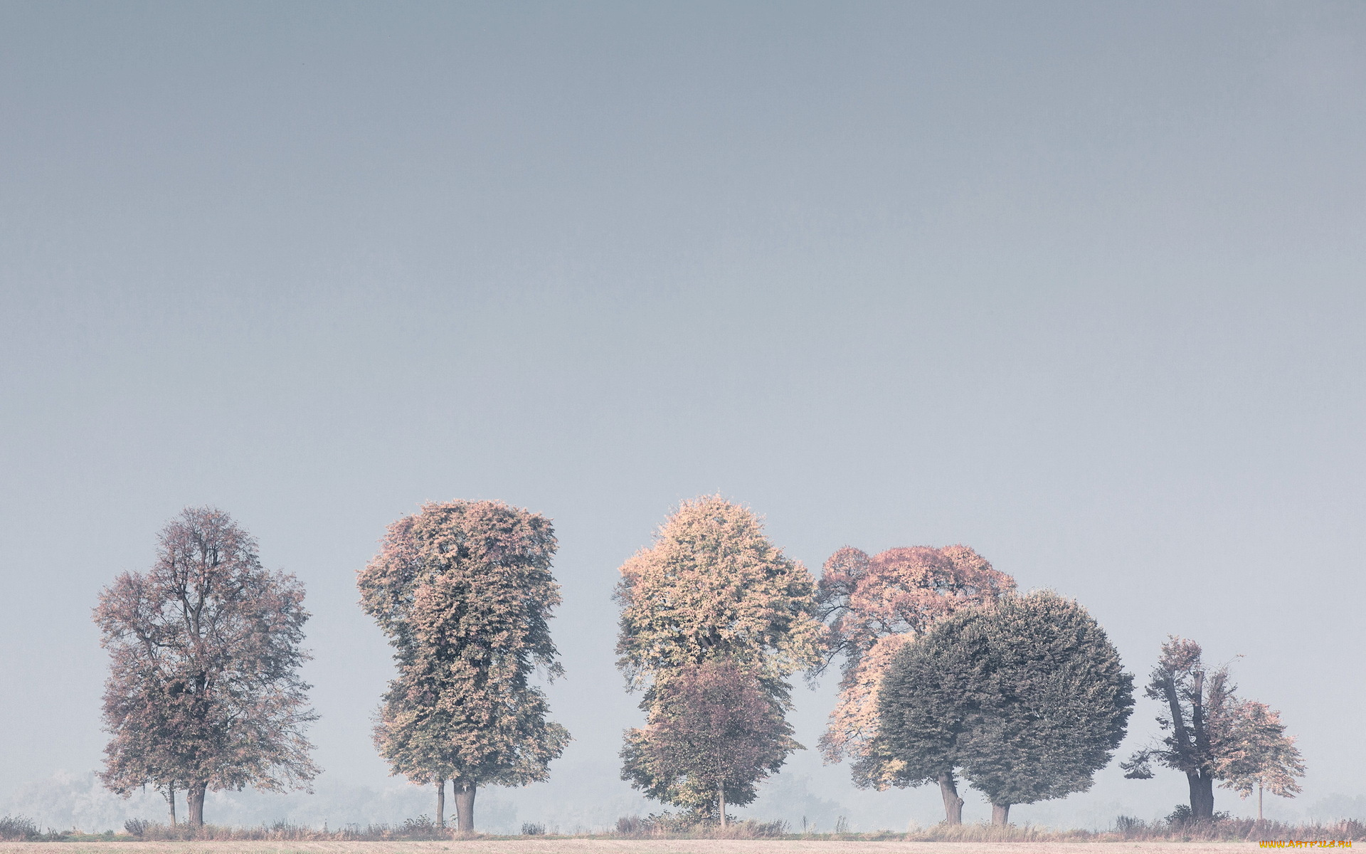 природа, зима, туман, деревья