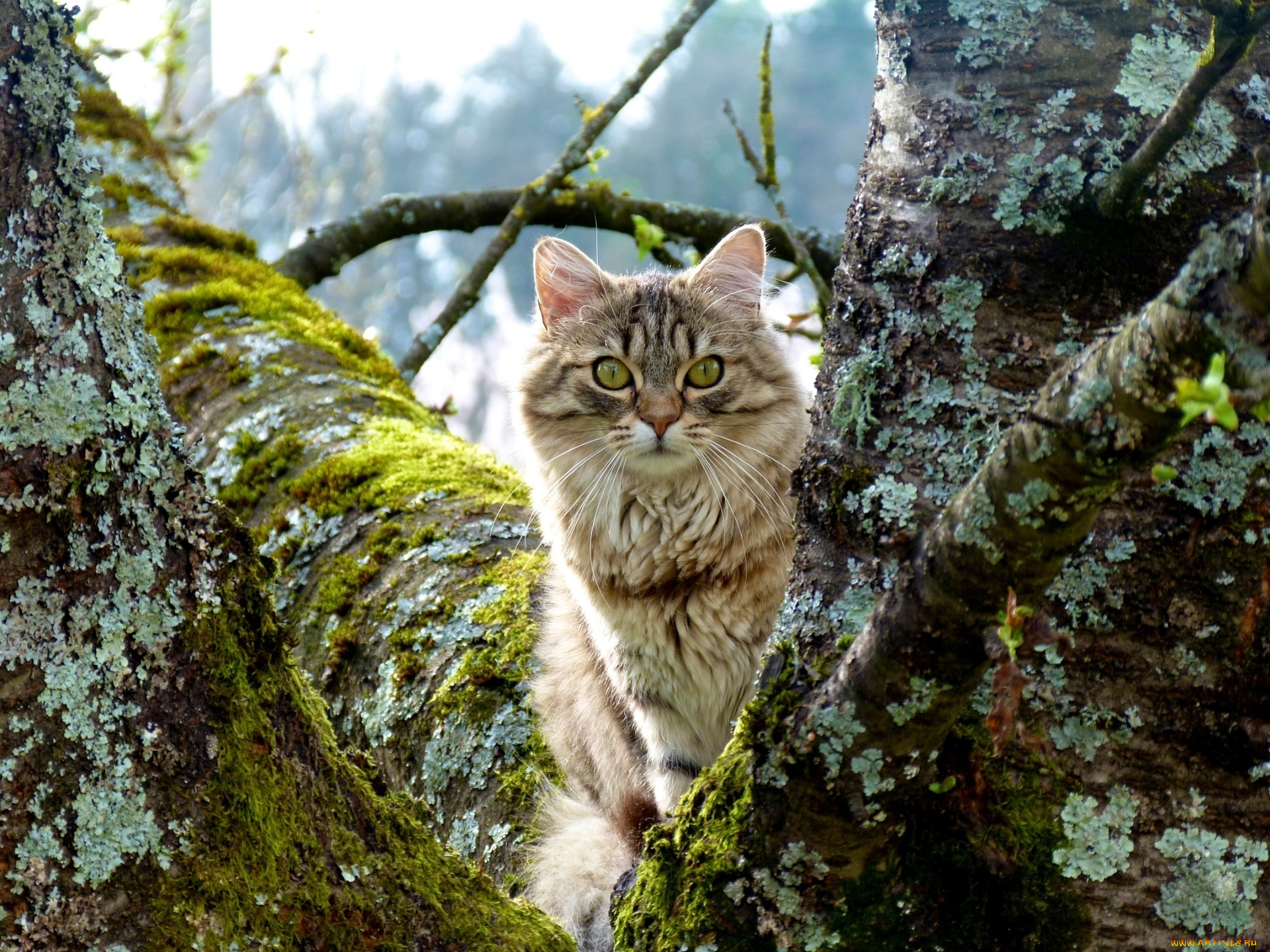 животные, коты, дерево
