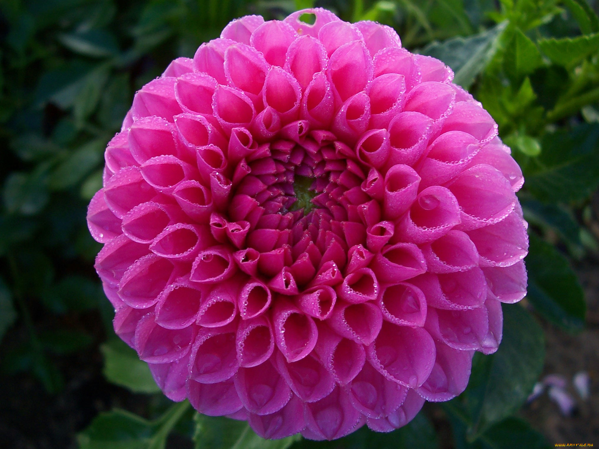 цветы, георгины