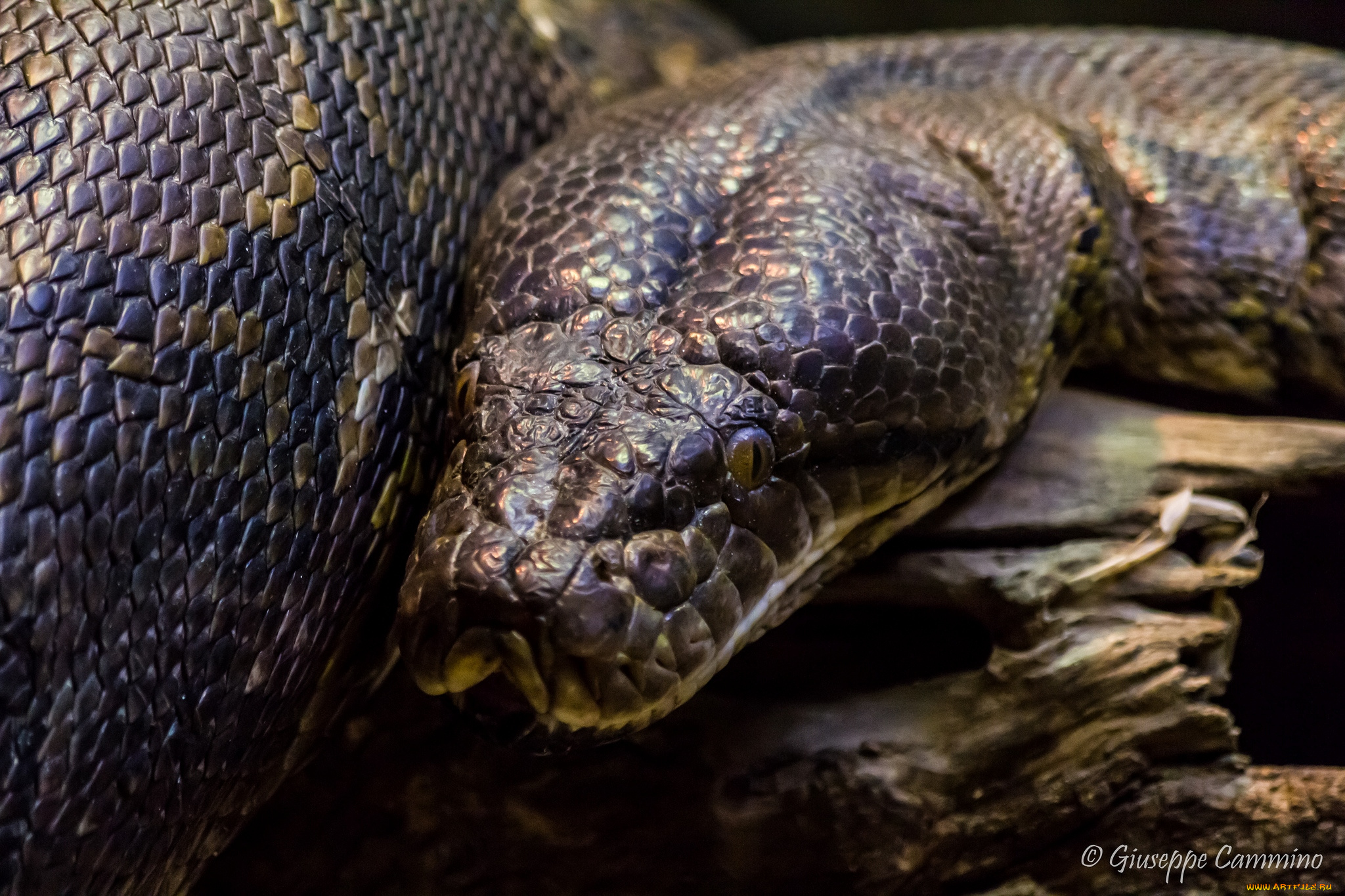 животные, змеи, питоны, кобры, питон, огромный, чешуя, голова