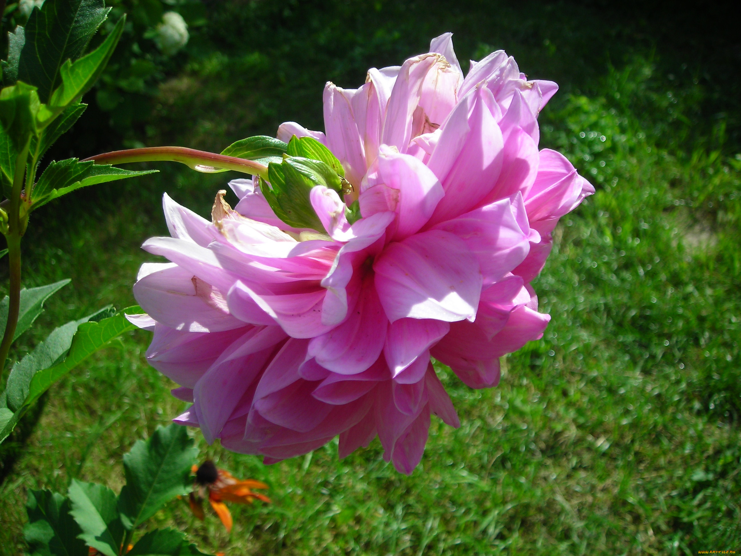 цветы, георгины