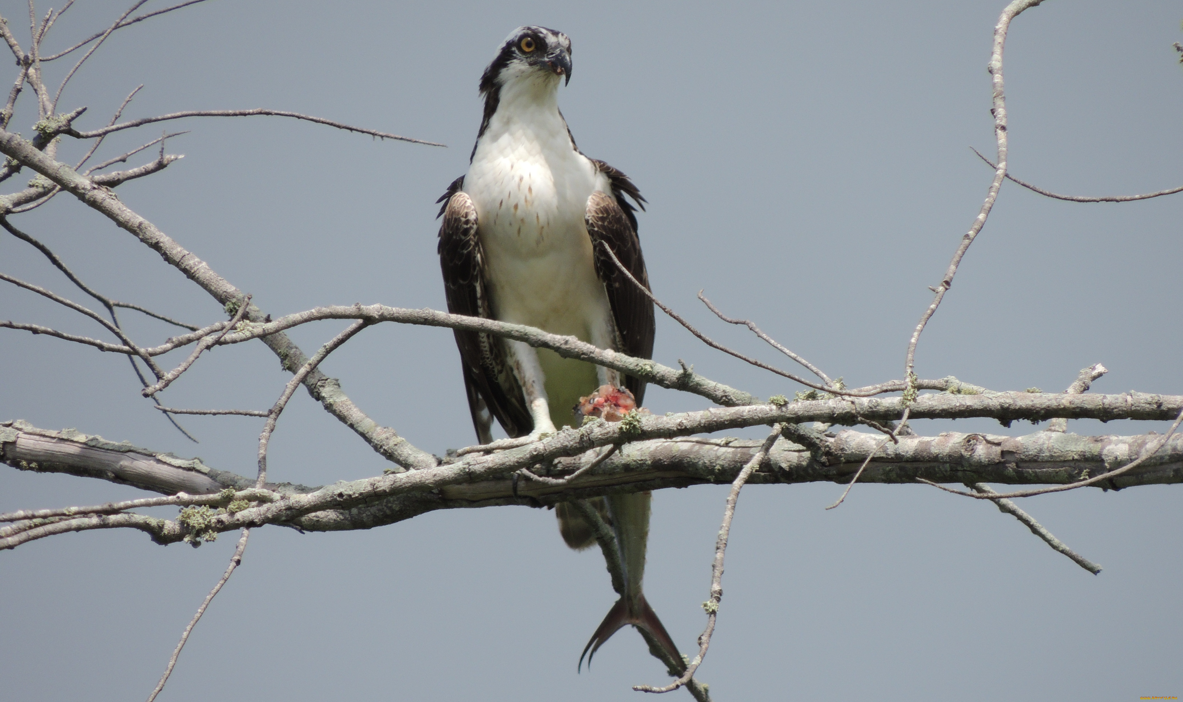 животные, птицы, хищники, ветка