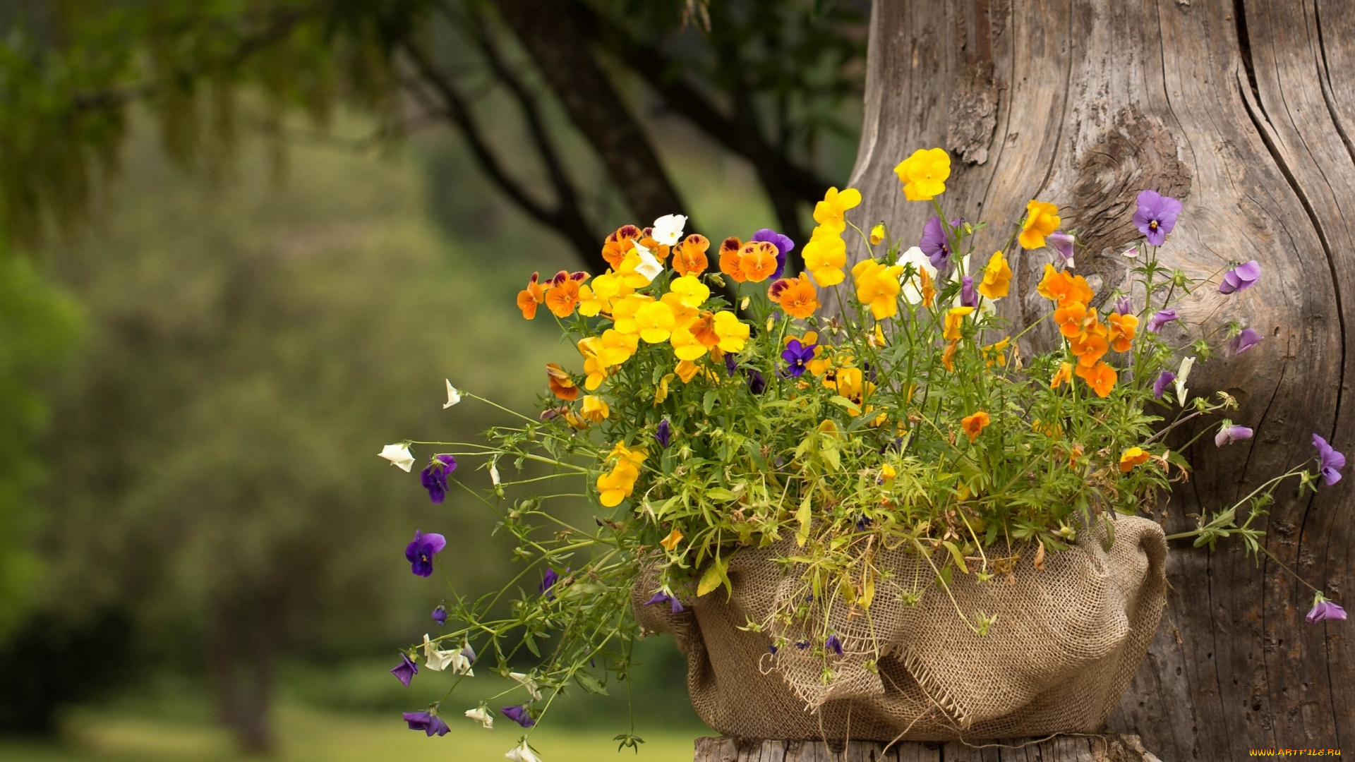 цветы, анютины, глазки, садовые, фиалки, виола, мешковина, пень