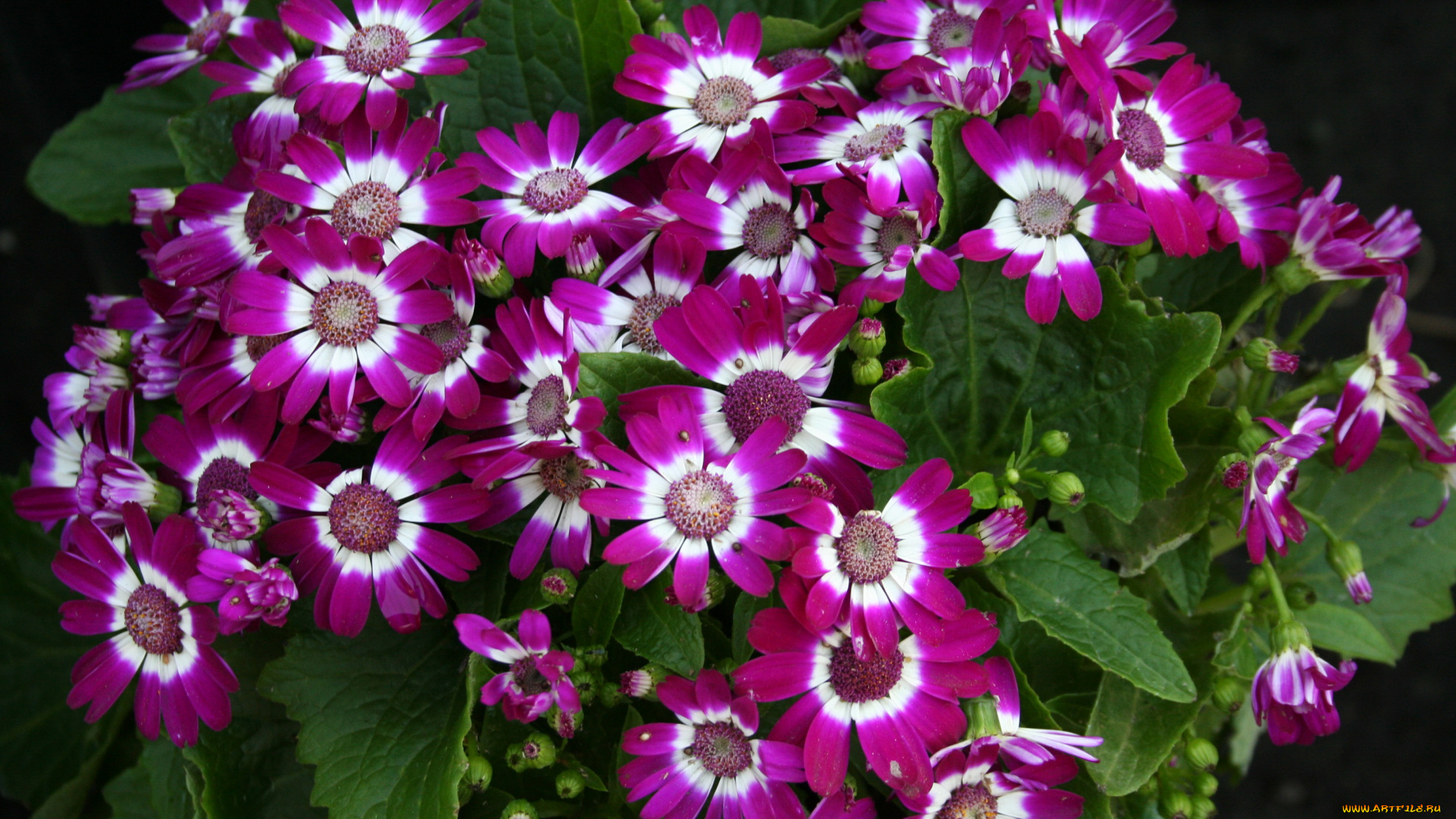 цветы, цинерария, астра
