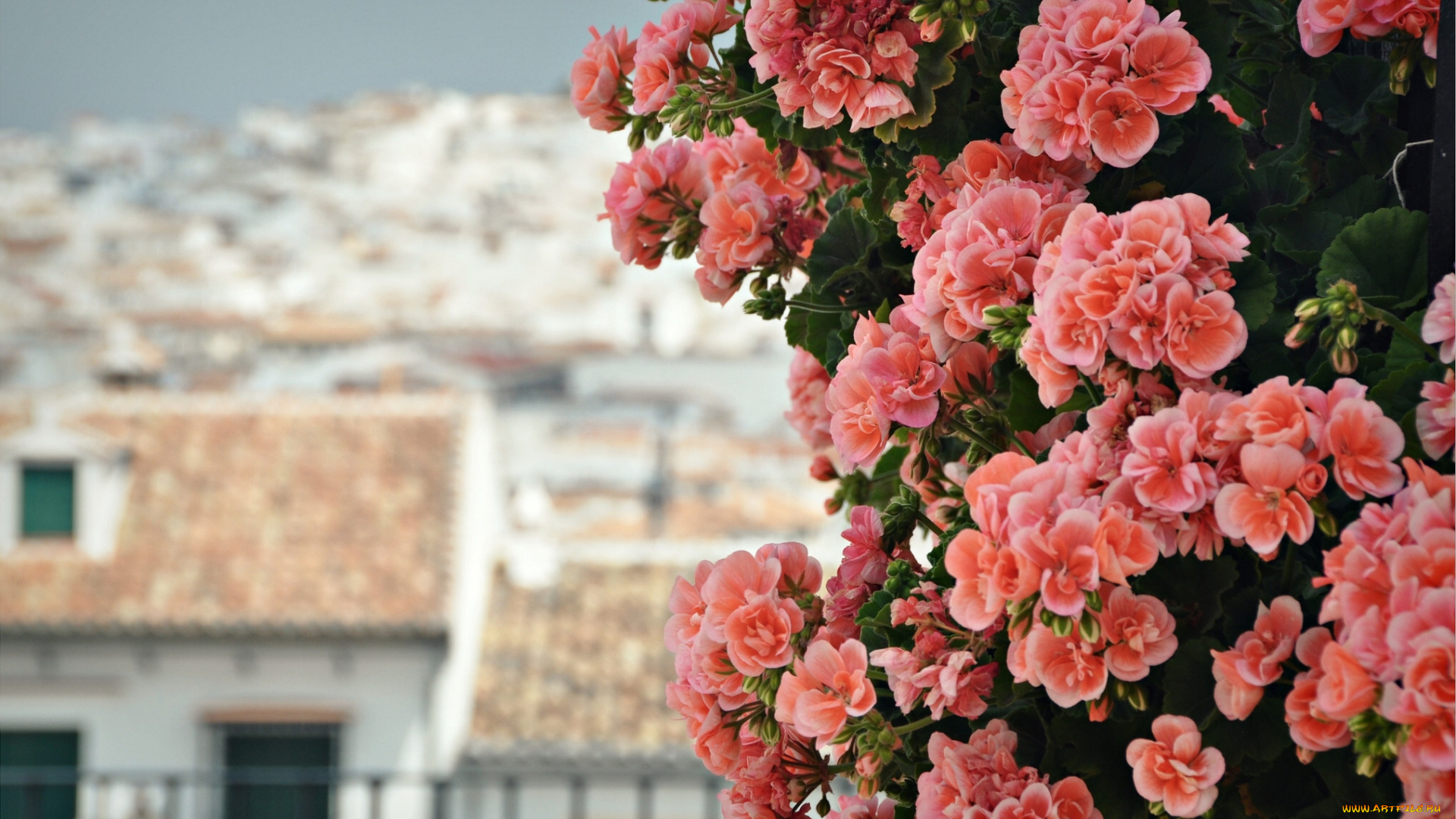 цветы, герань