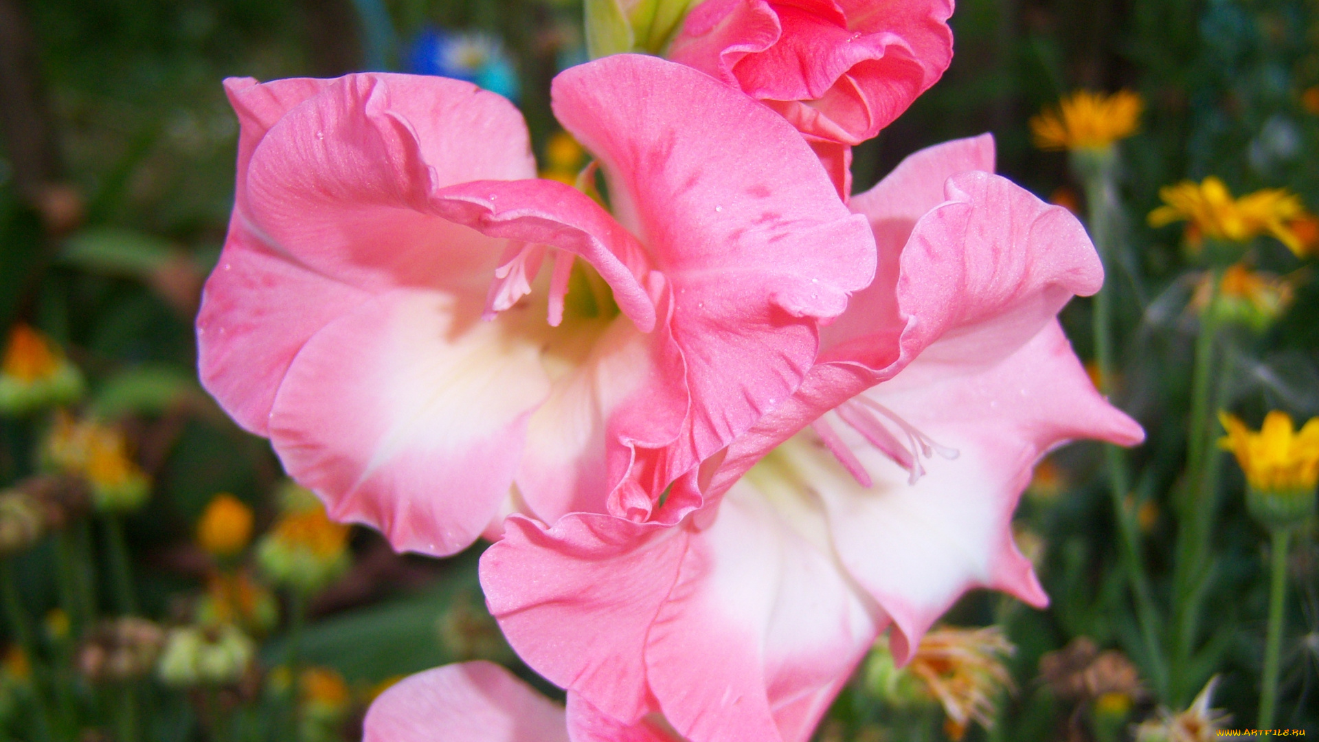 цветы, гладиолусы, гладиолус