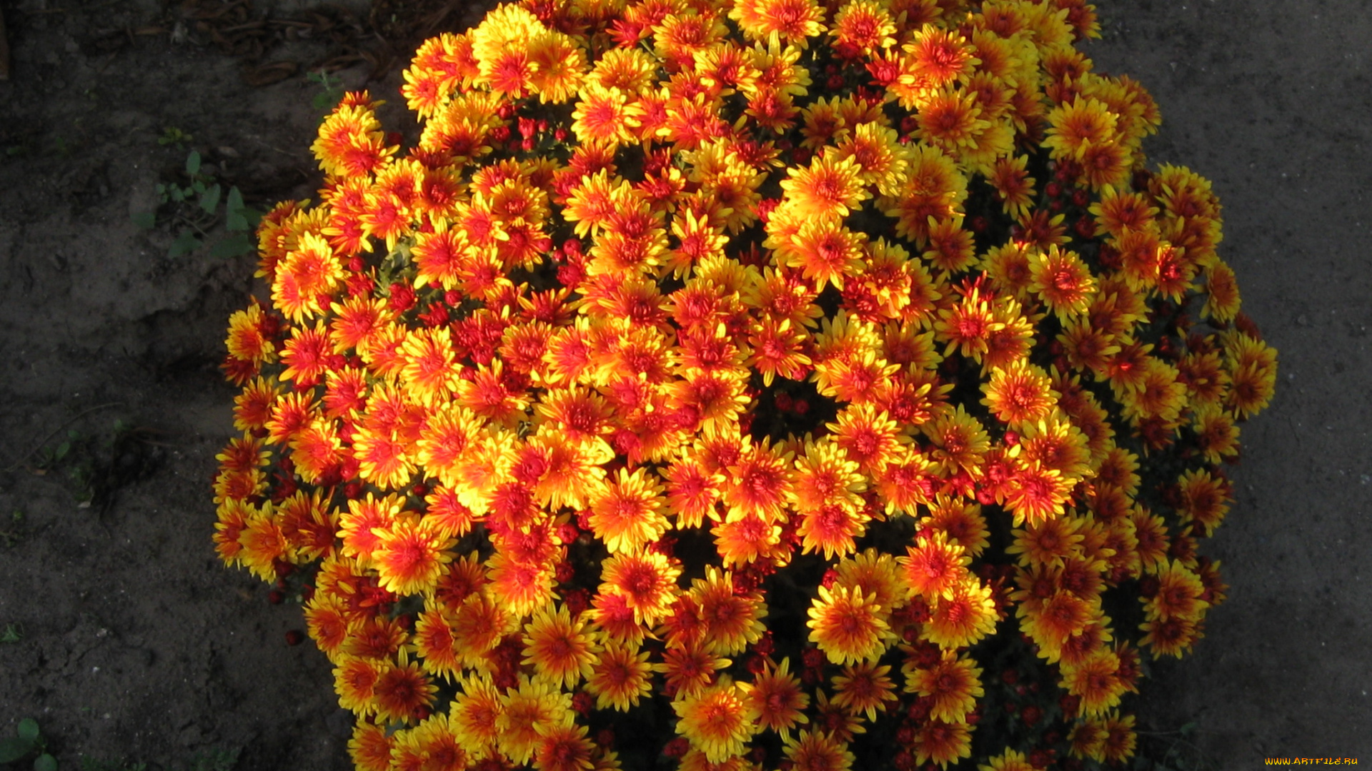 цветы, хризантемы, куст