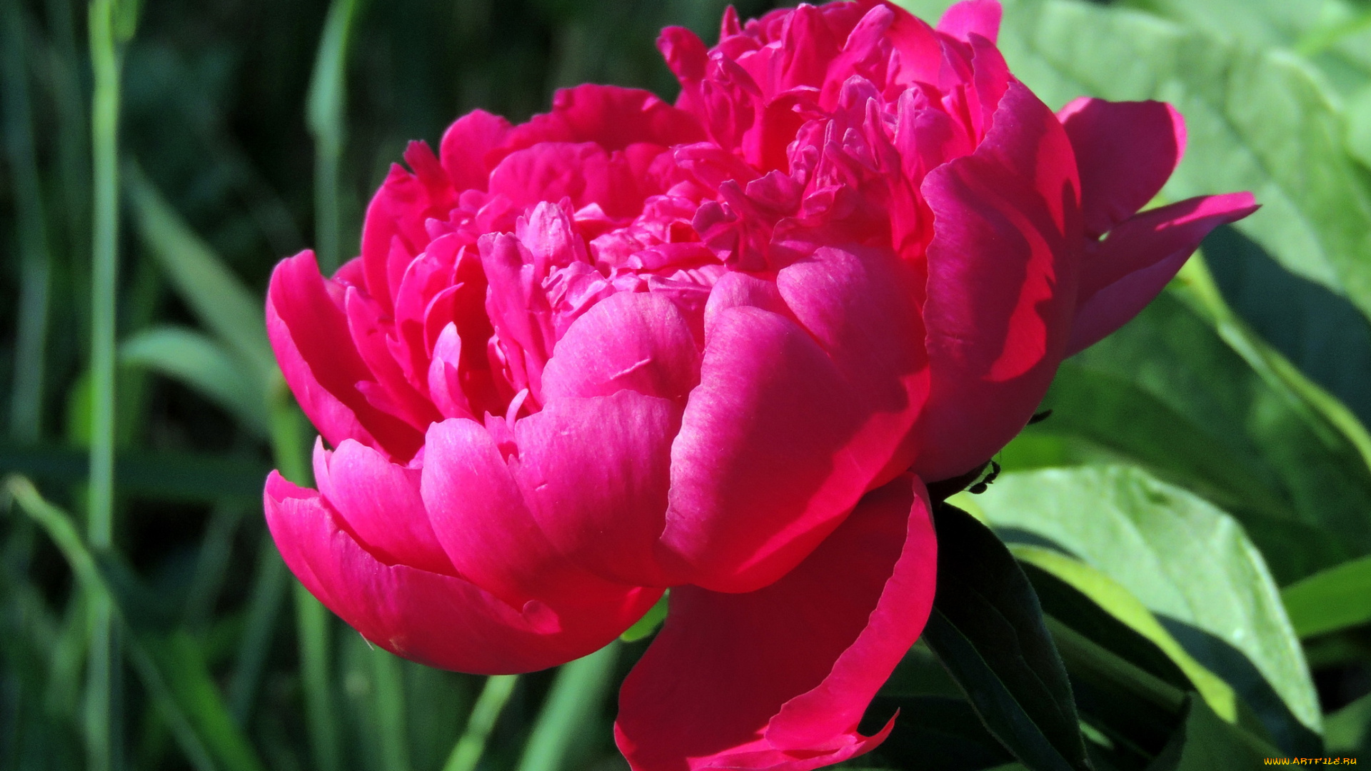 цветы, пионы, красный