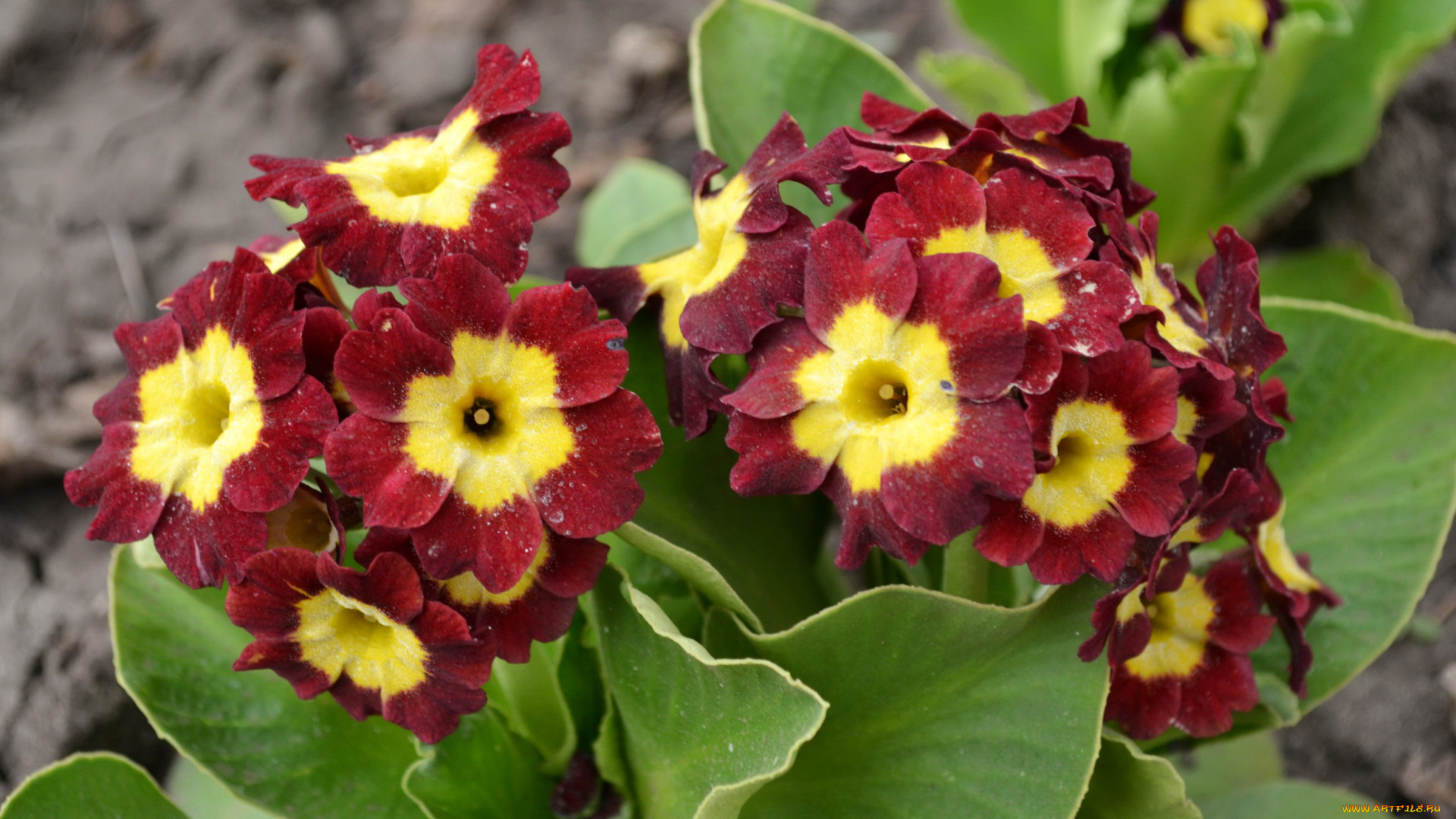 цветы, примулы, примула