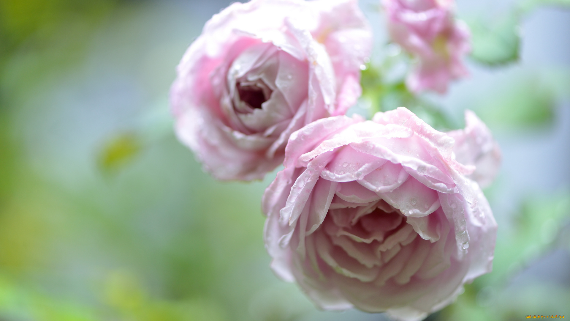 цветы, розы, боке, капли, бутоны