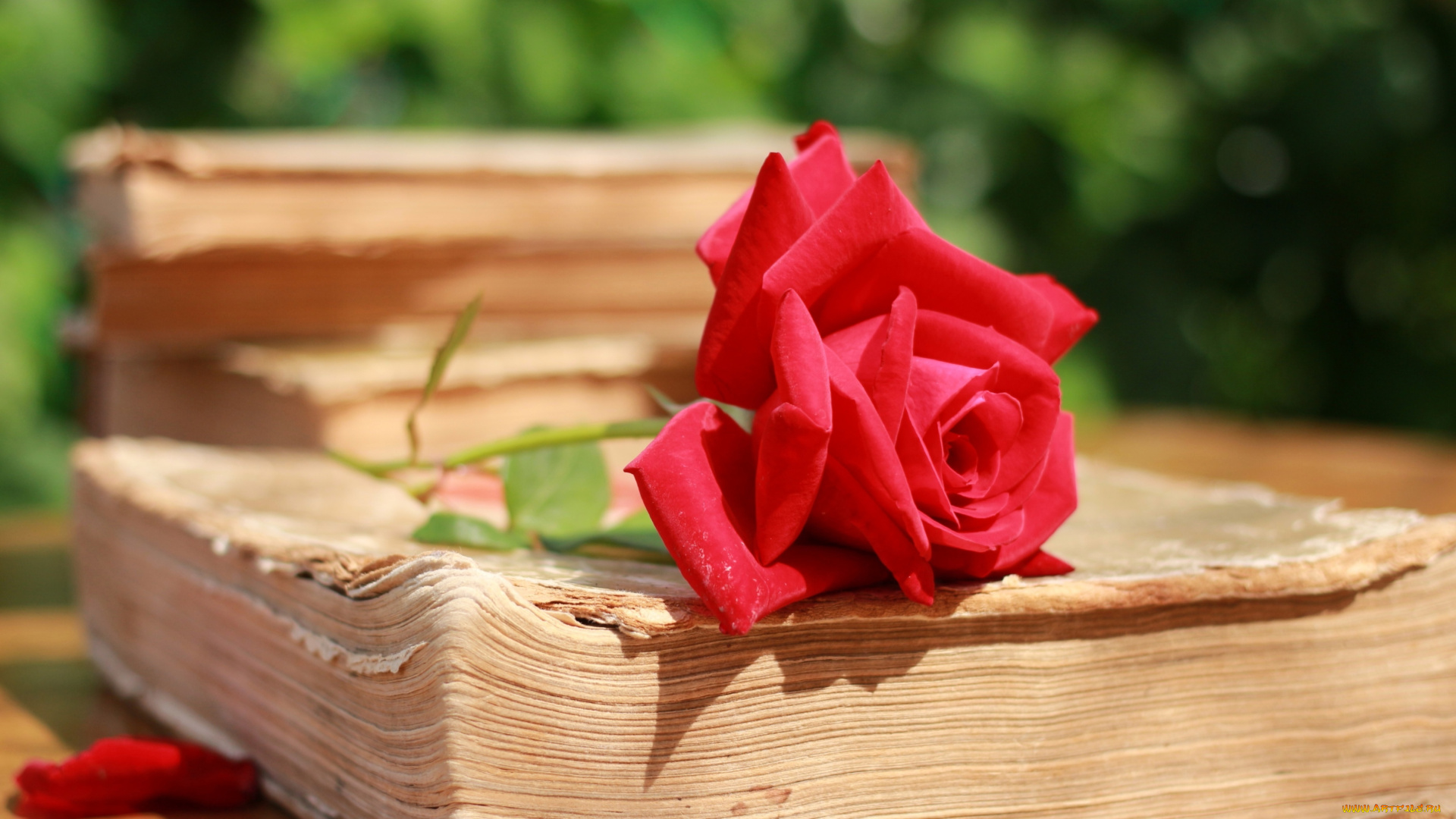 цветы, розы, книги, красный