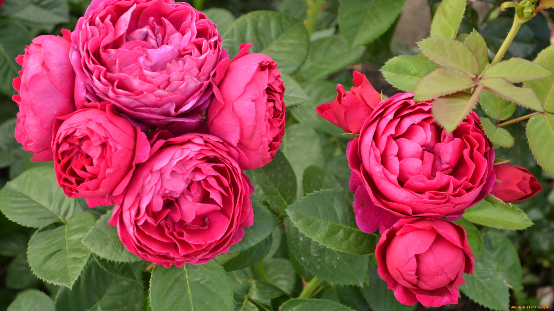 цветы, розы, куст