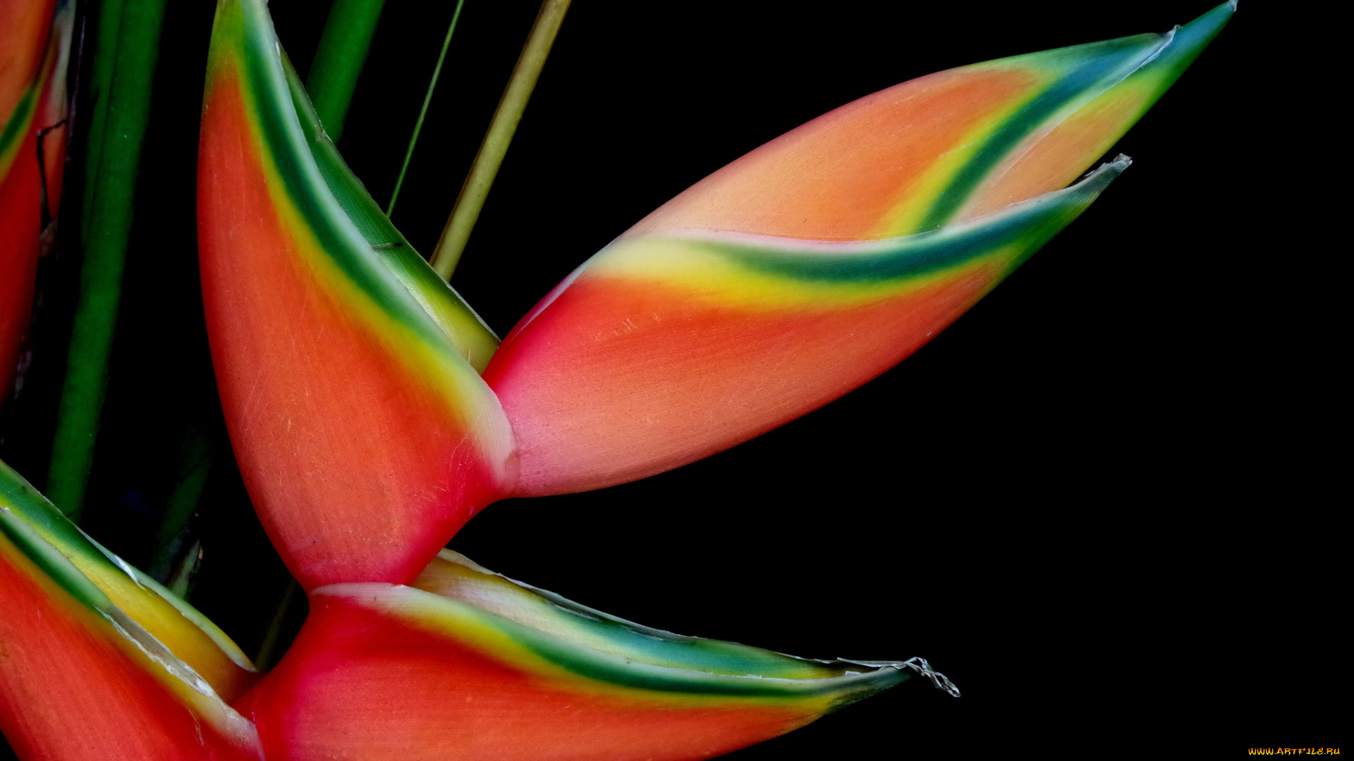 цветы, стрелиция, райская, птица, тропики