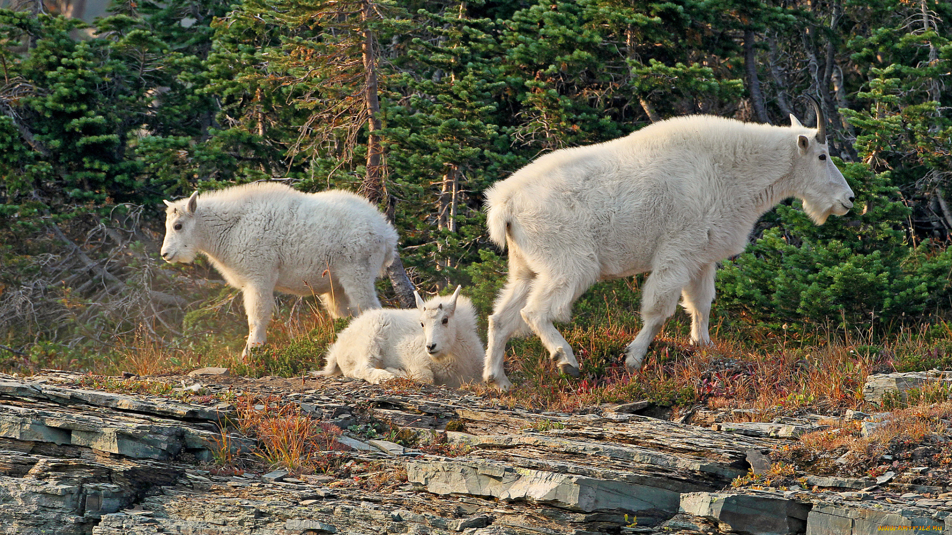 glacier, national, park, montana, животные, козы, национальный, парк, глейшер, монтана, снежная, коза, семейка