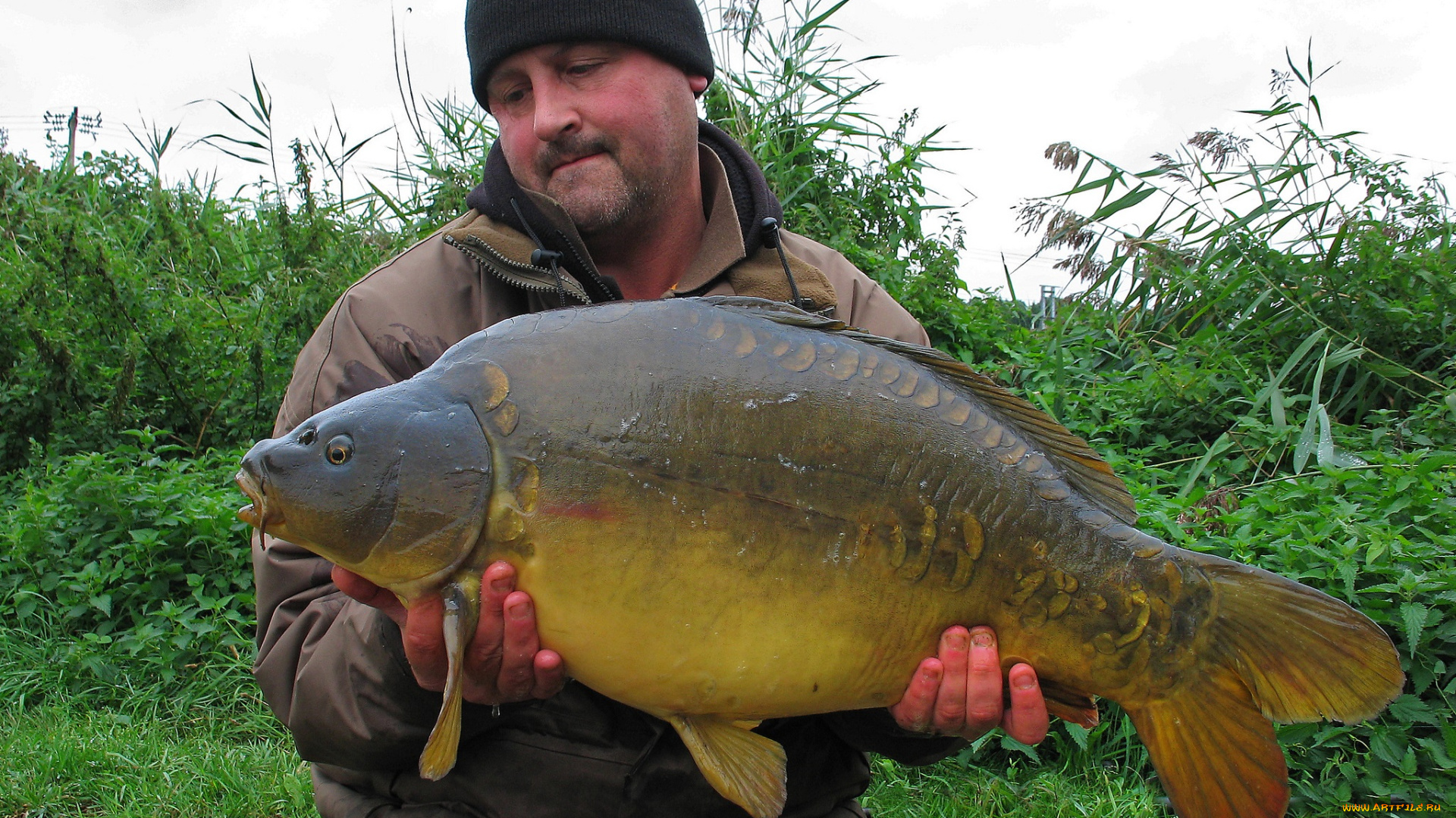 на, малька, не, похожа, животные, рыбы, карп, рыба, улов