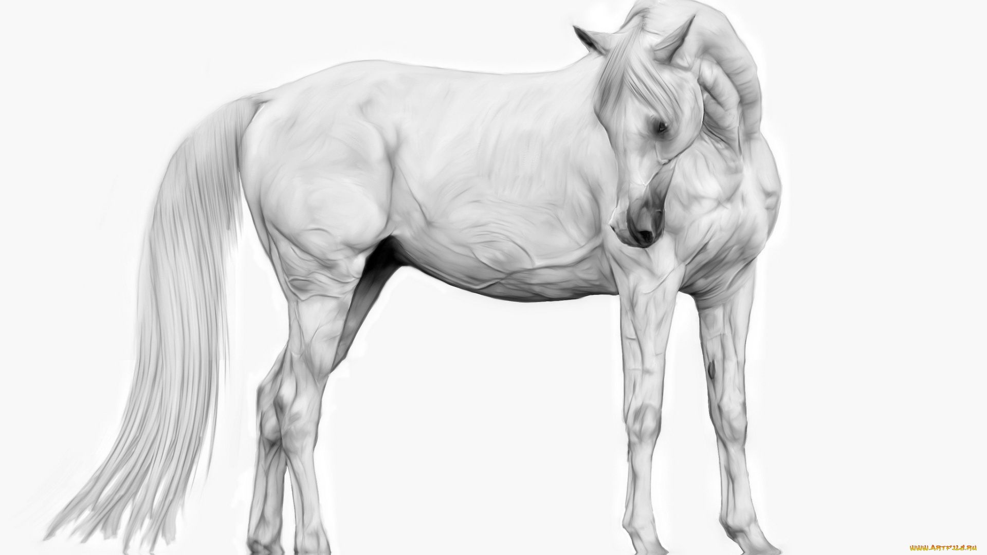 рисованные, животные, лошади, лошадь