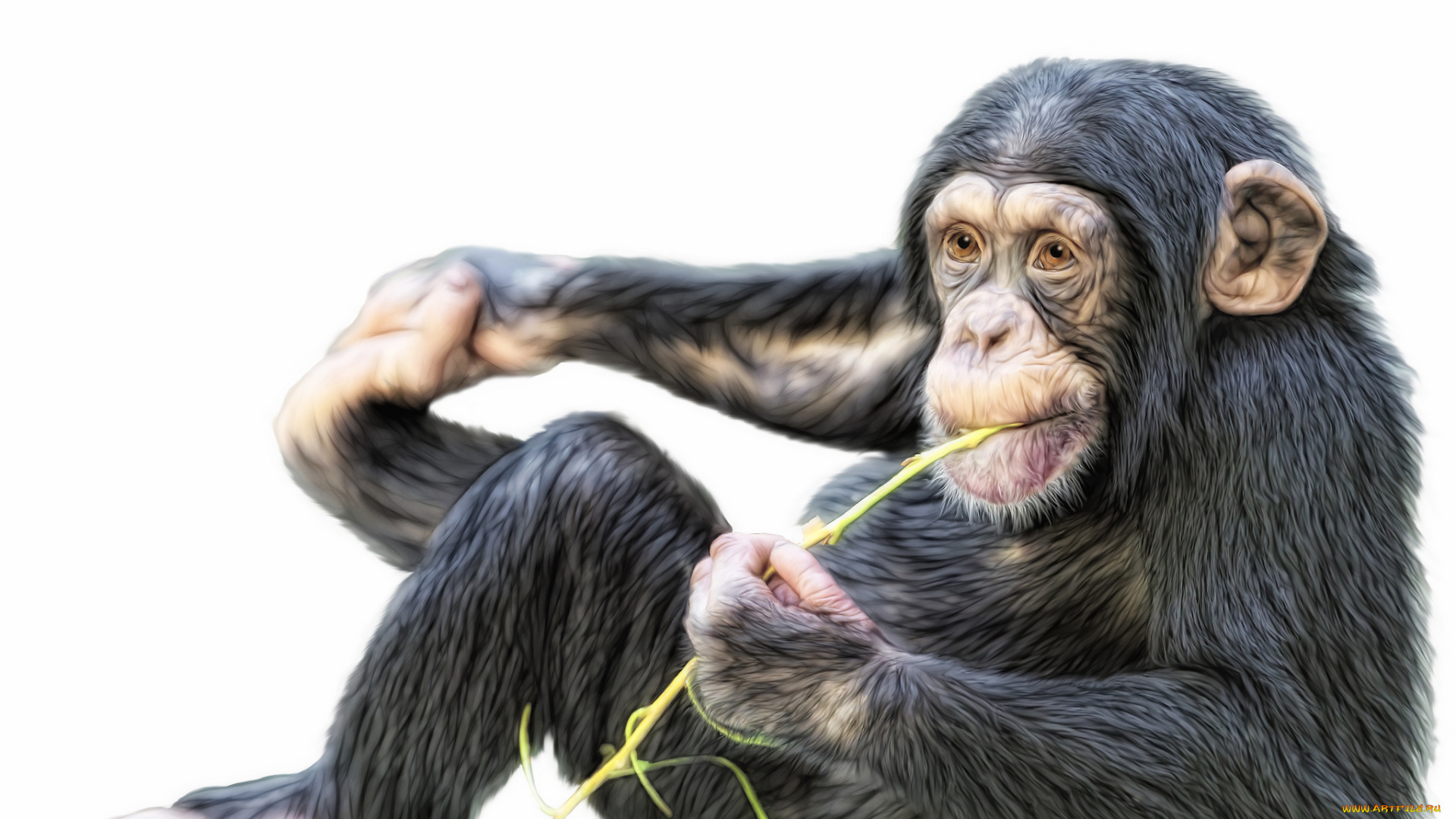 рисованные, животные, обезьяны, шимпанзе, обезьяна