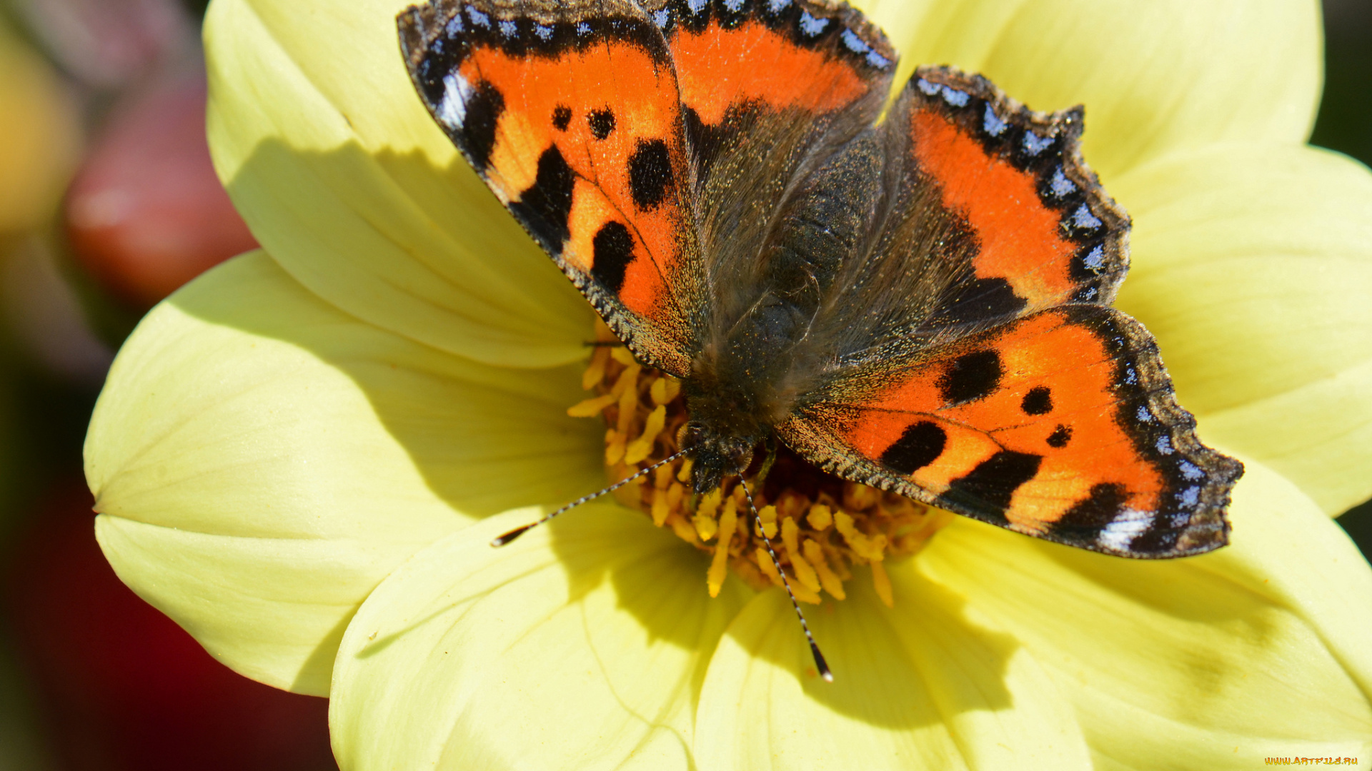 животные, бабочки, цветок, бабочка