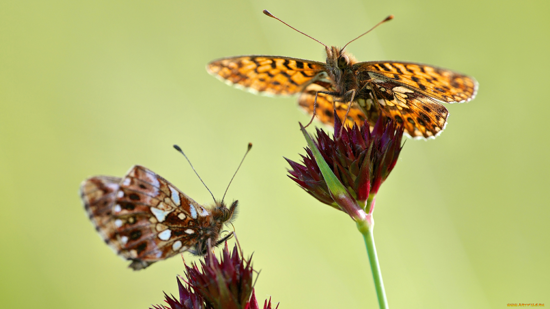 животные, бабочки, цветы
