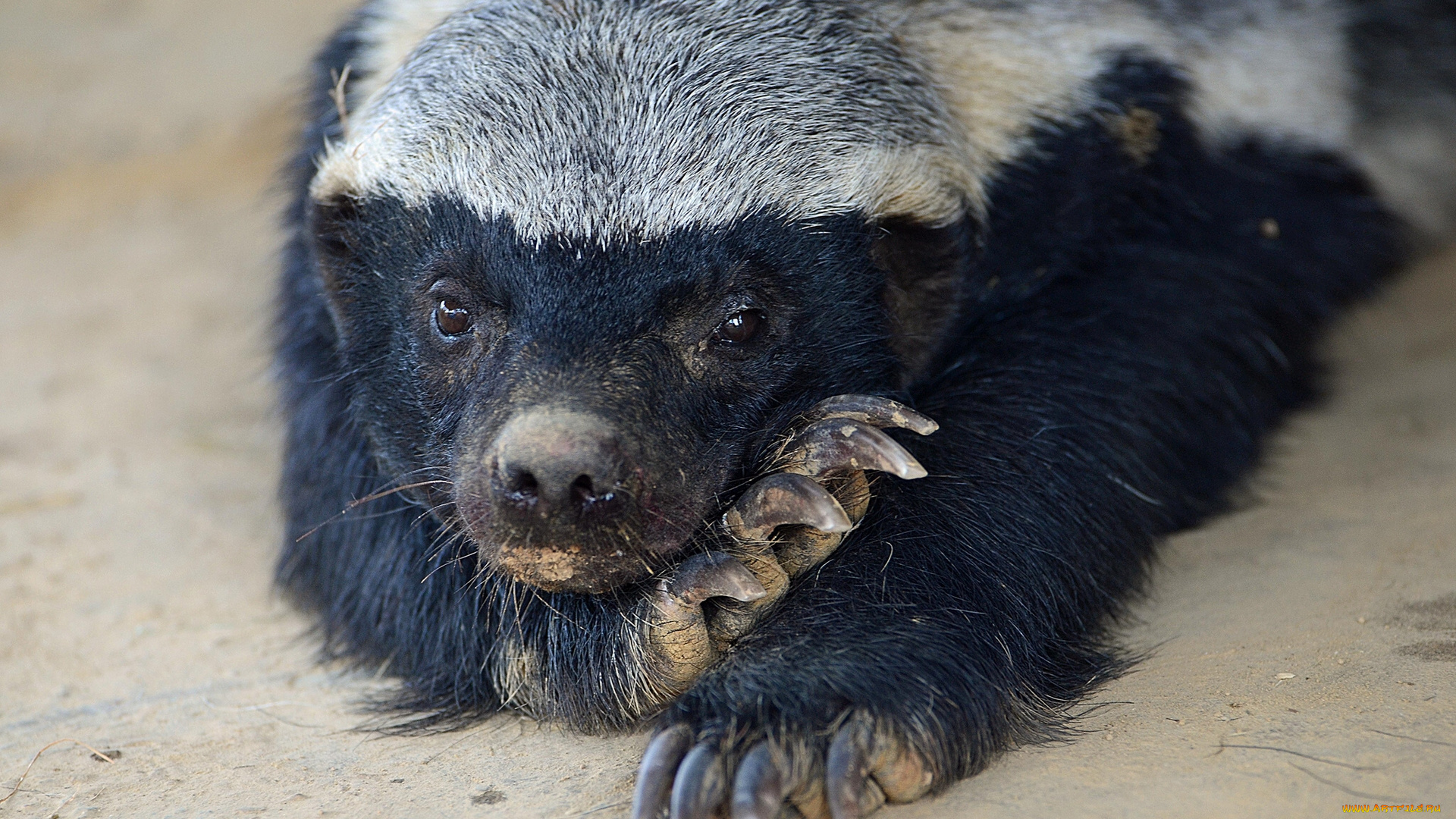 животные, барсуки, ратель, когти, лысый, барсук, медоед