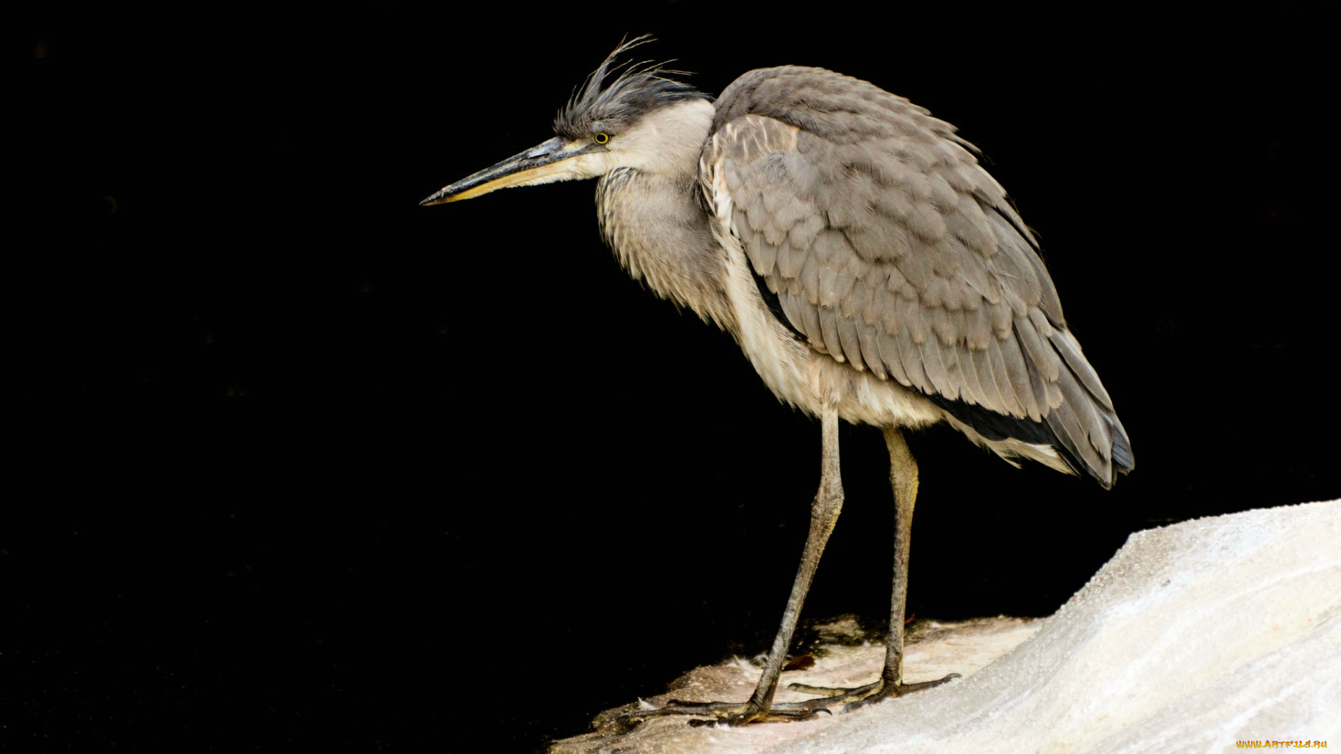 животные, цапли, цапля, оперение, клюв