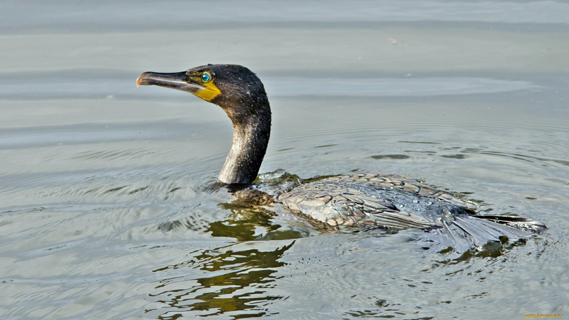 животные, Чайки, бакланы, крачки, баклан, водоем