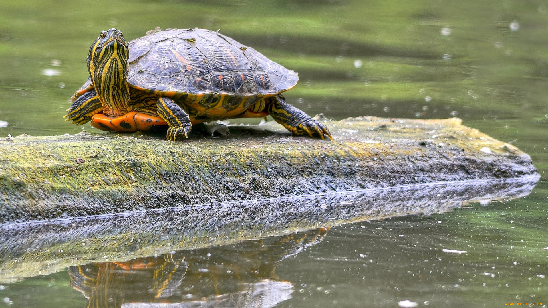 животные, Черепахи, бревно, водоем, черепаха