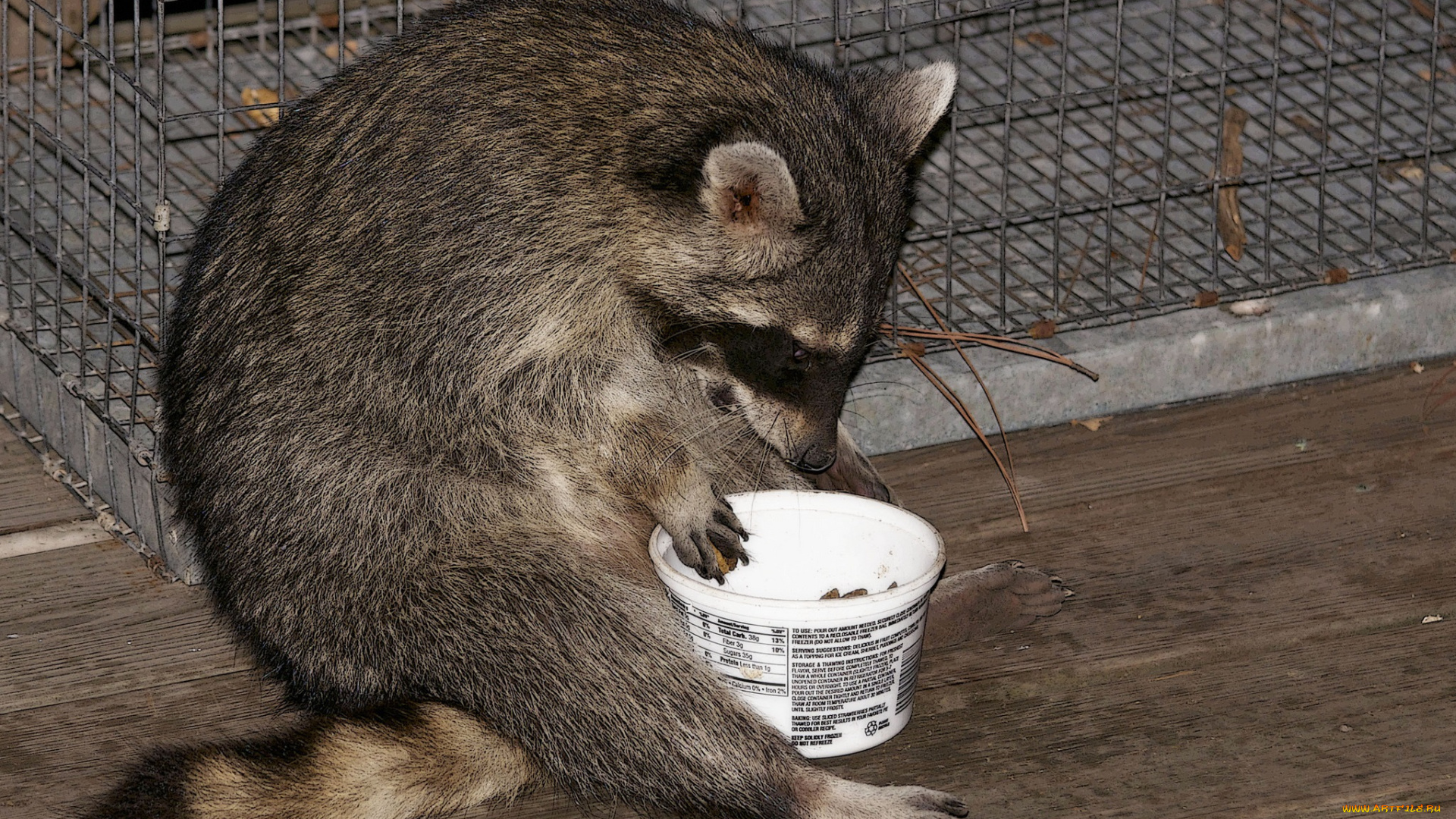 животные, еноты, енот, завтрак, кленка