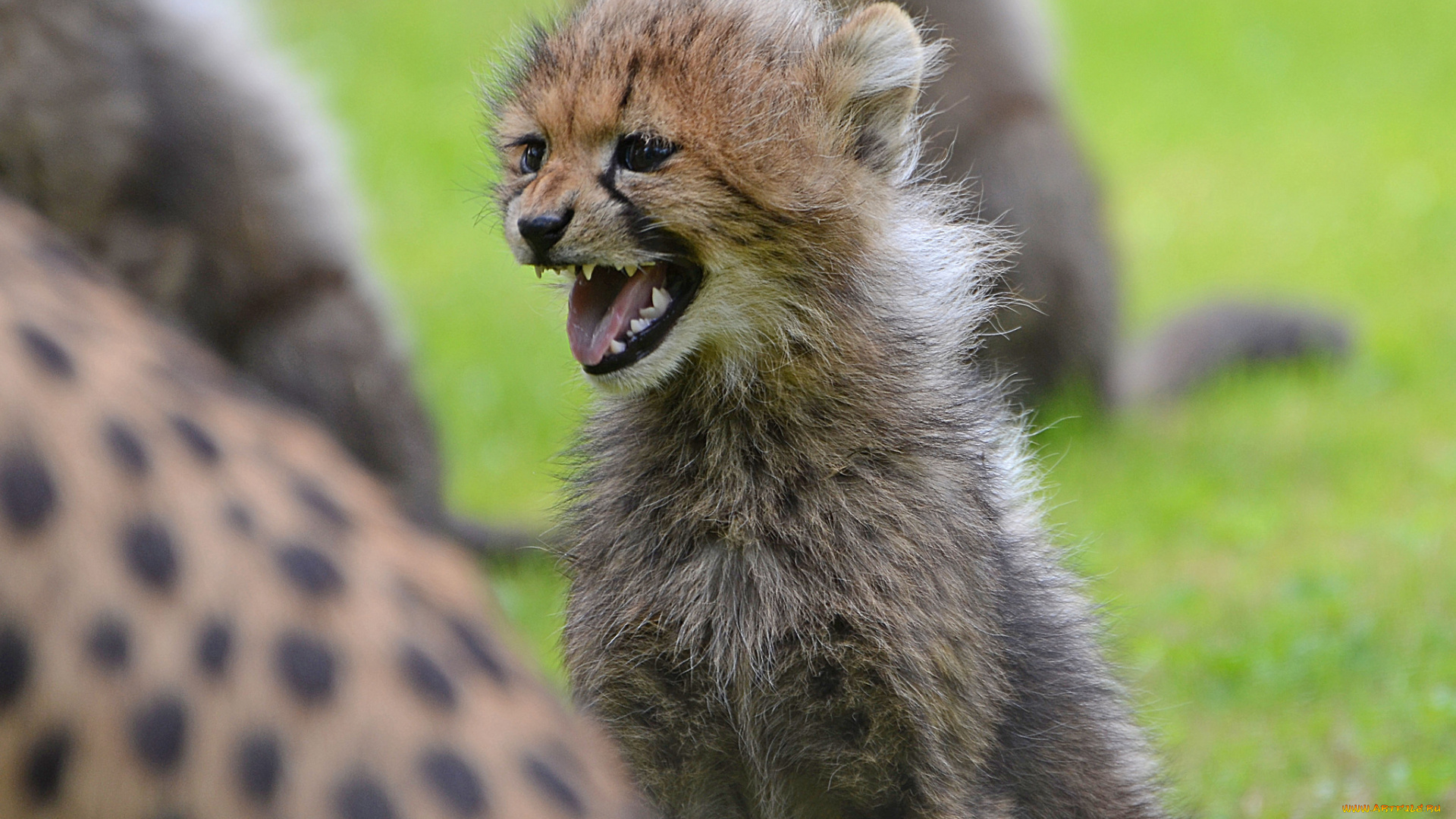 животные, гепарды, детёныш